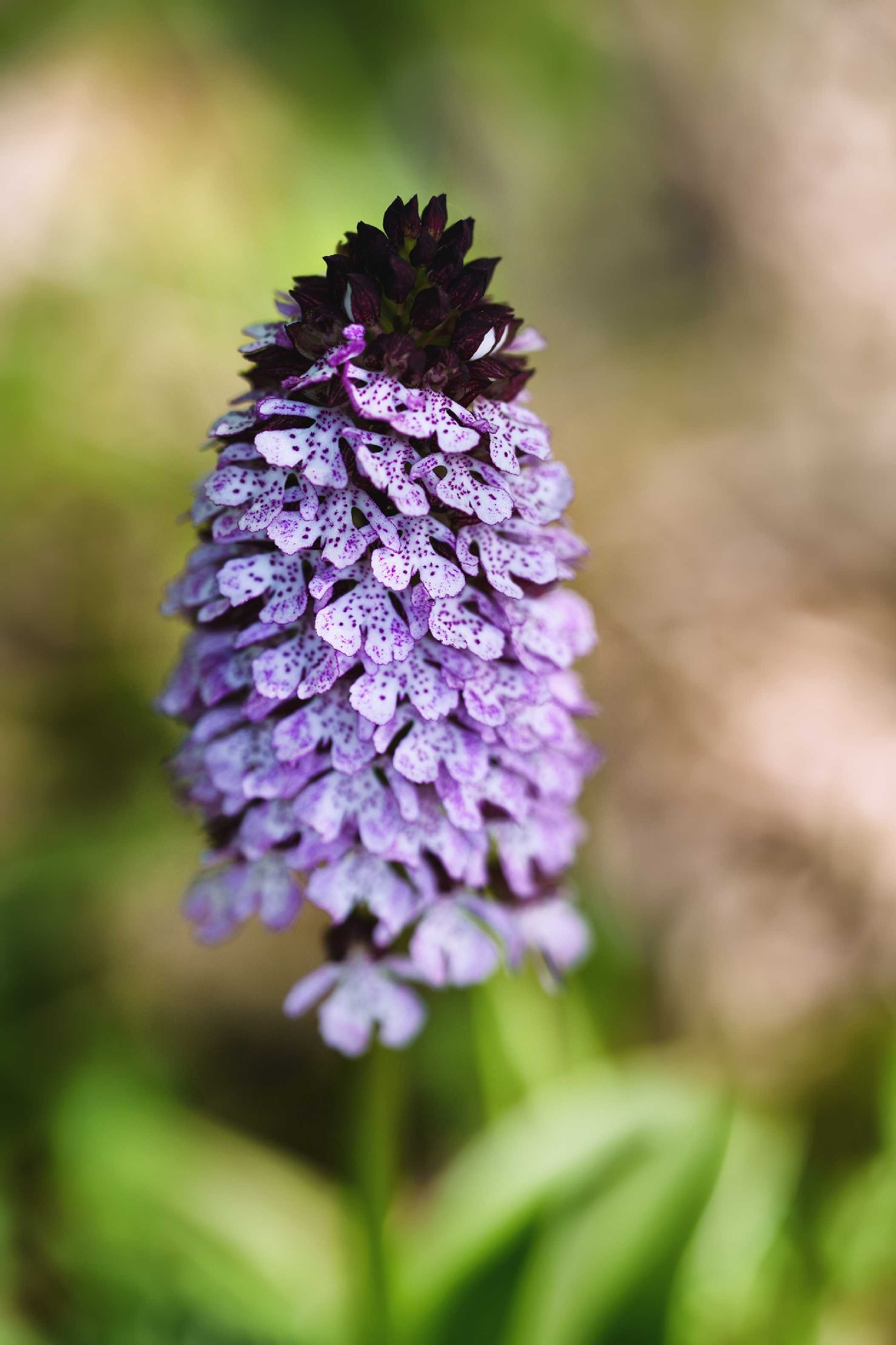 Orchis purpurea -  Milská stráň - Foto Jana Ježková 0524 (7)