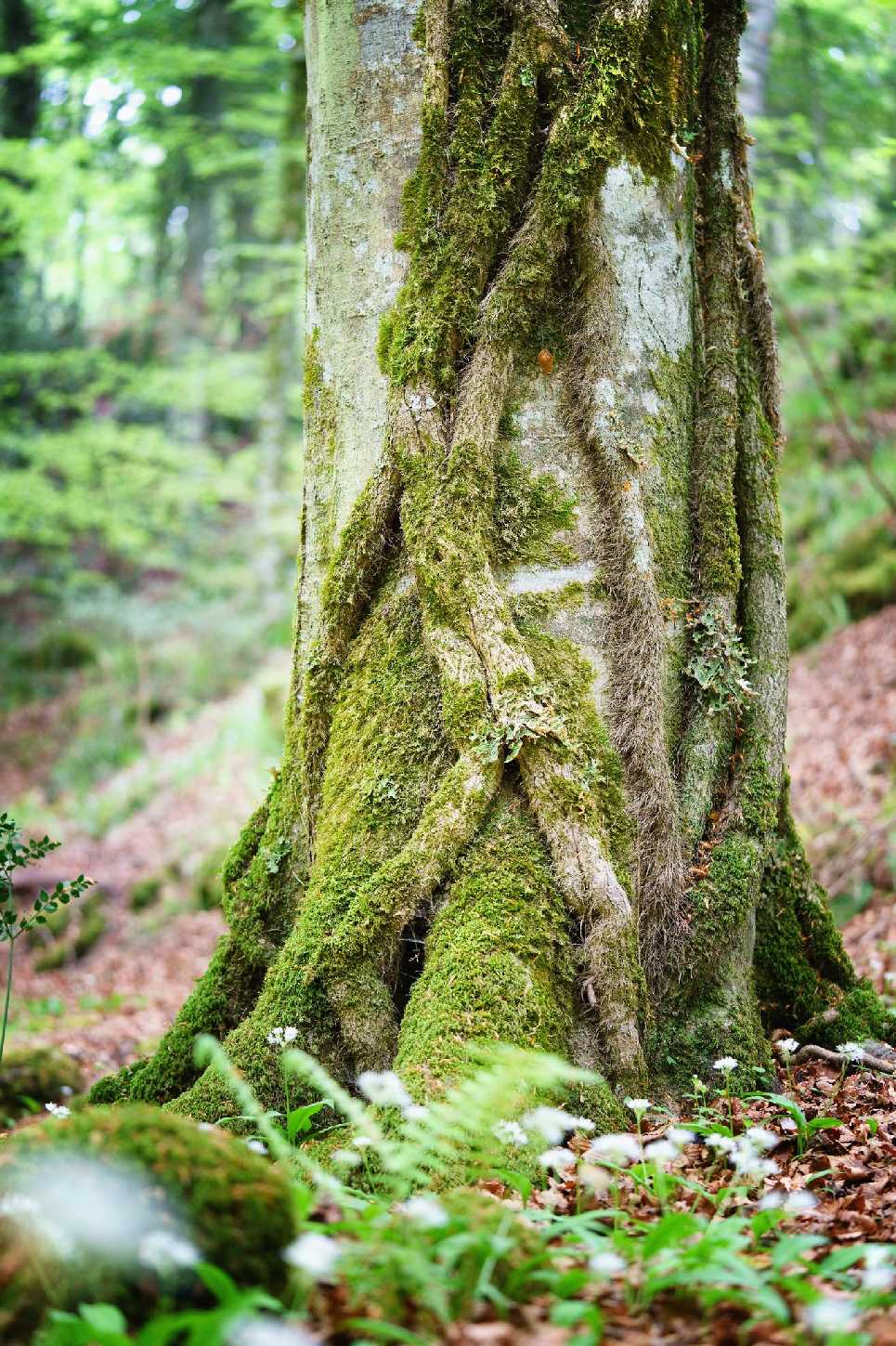 Foresta Umbra - Gargano - Foto Jana Ježková 0424 (3)