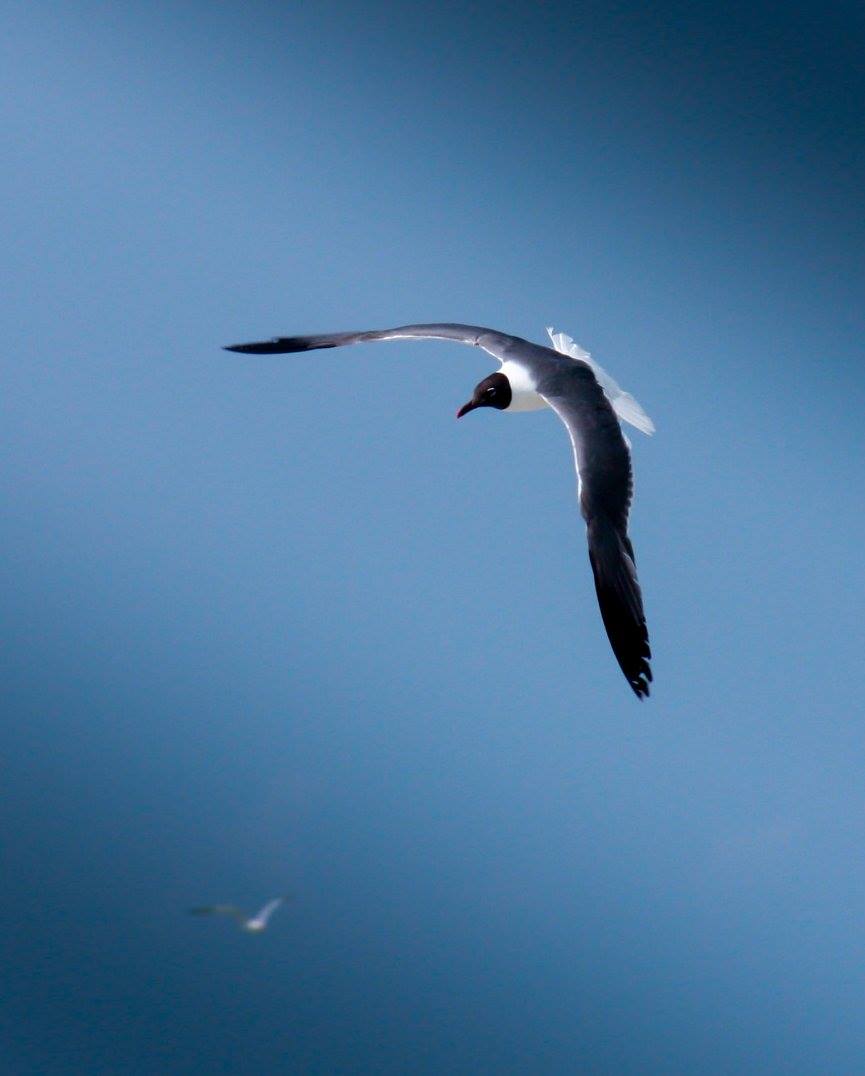 Racek Bonapartův - Larus philadelphia - Foto Ladislav Hanousek 0924