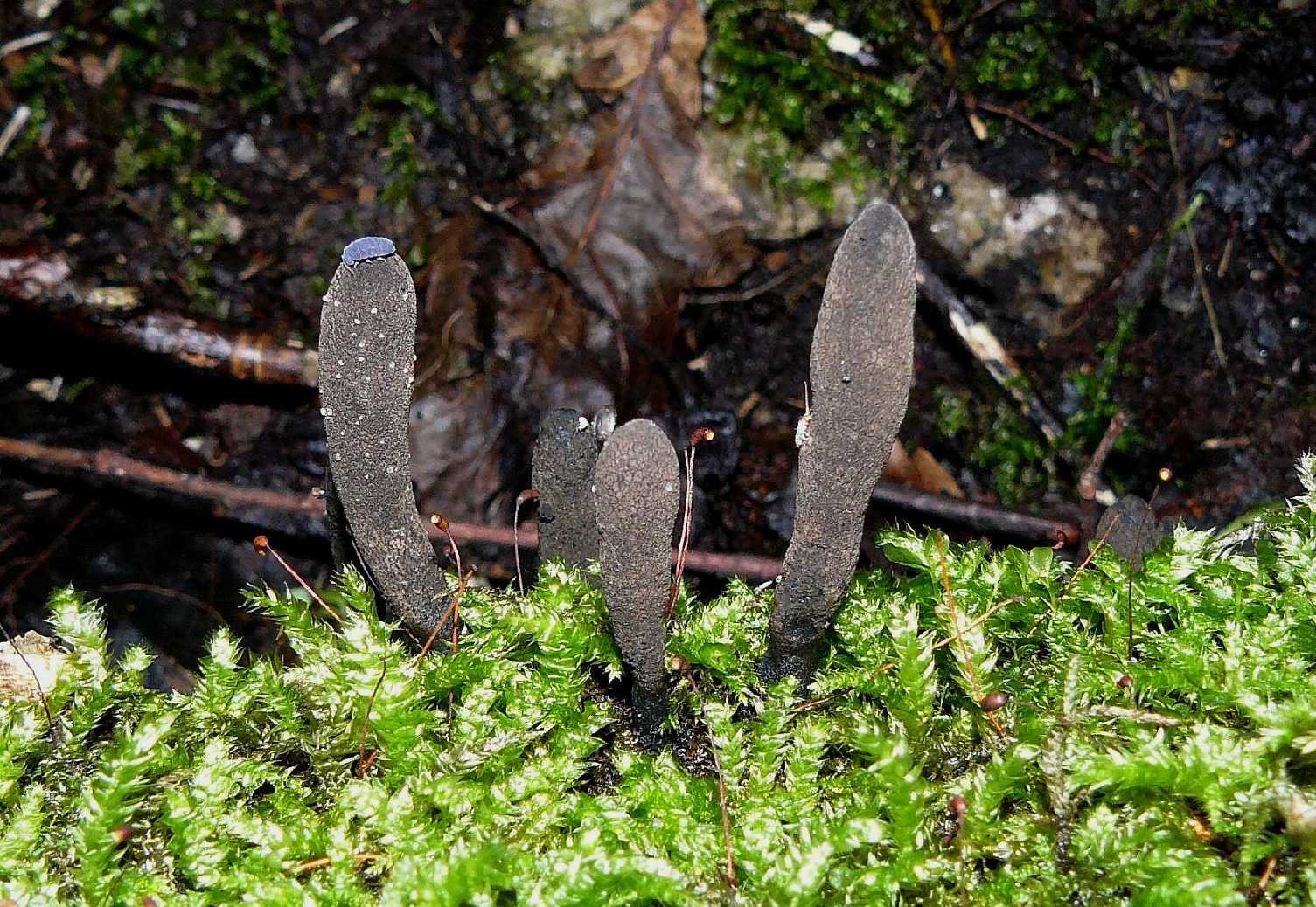 Dřevnatka mnohotvárná - Xylaria polymorpha - Foto Pavel Stančík 0924