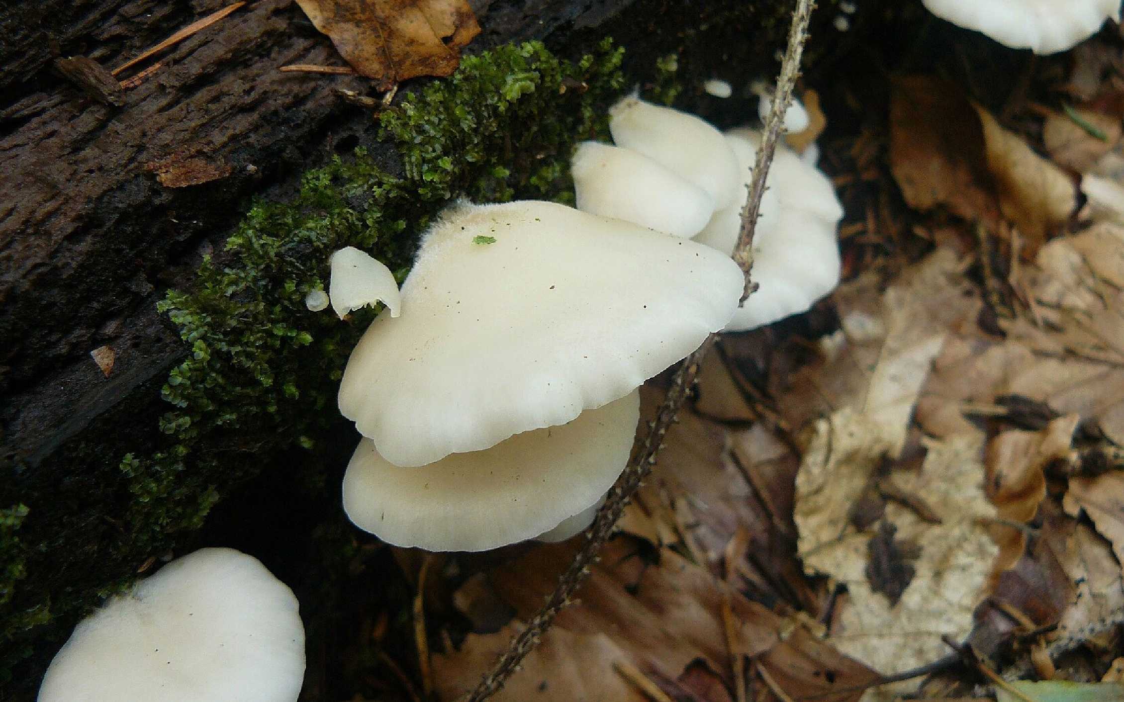 Hlíva ušatá - Pleurocybella porrigens - Foto Pavel Stančík 0924