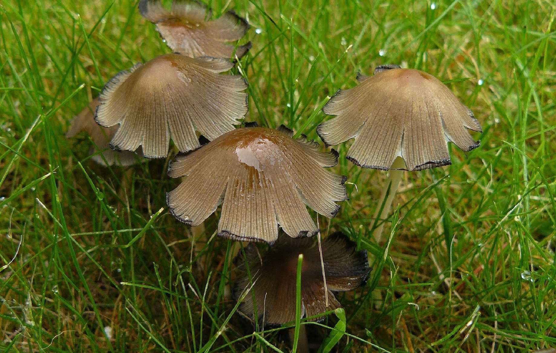 Hnojník třpytivý - Coprinellus micaceus - Foto Pavel Stančík 0924