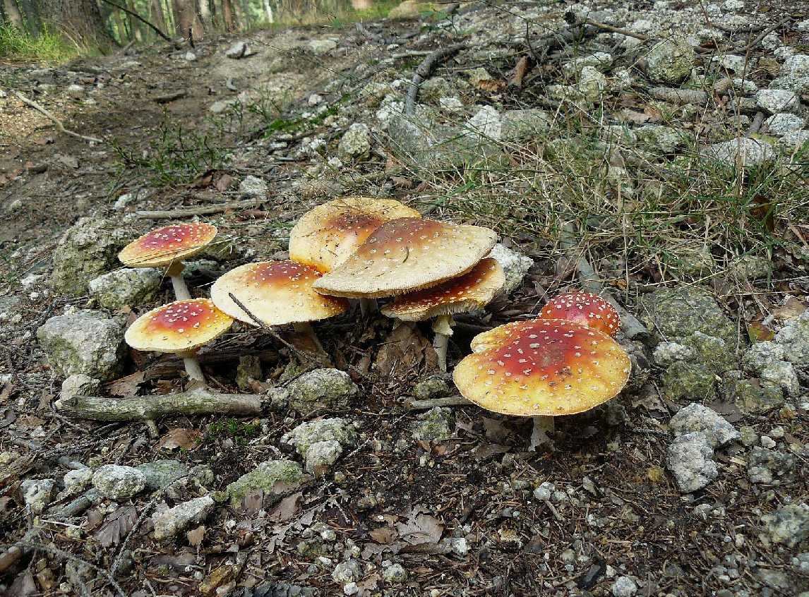 Muchomůrka červená - Amanita muscaria - Foto Pavel Stančík 0924