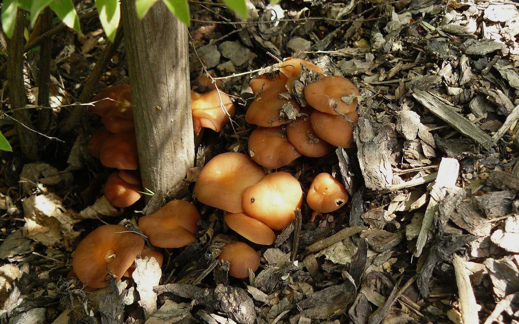 Penízovka srostlá - Gymnopus ocior - Foto Pavel Stančík 0924