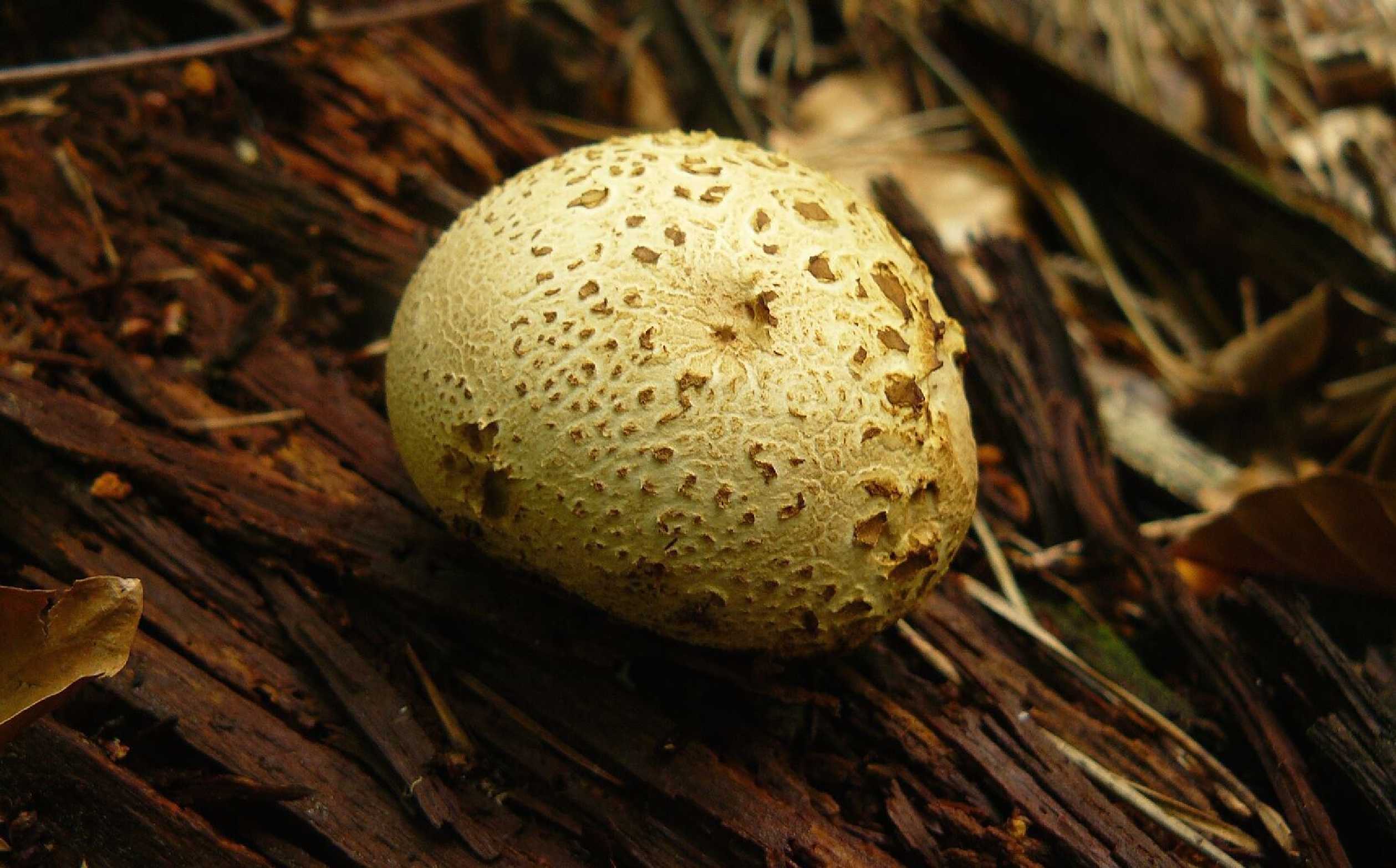 Pestřec obecný - Scleroderma citrinum - Foto Pavel Stančík 0924