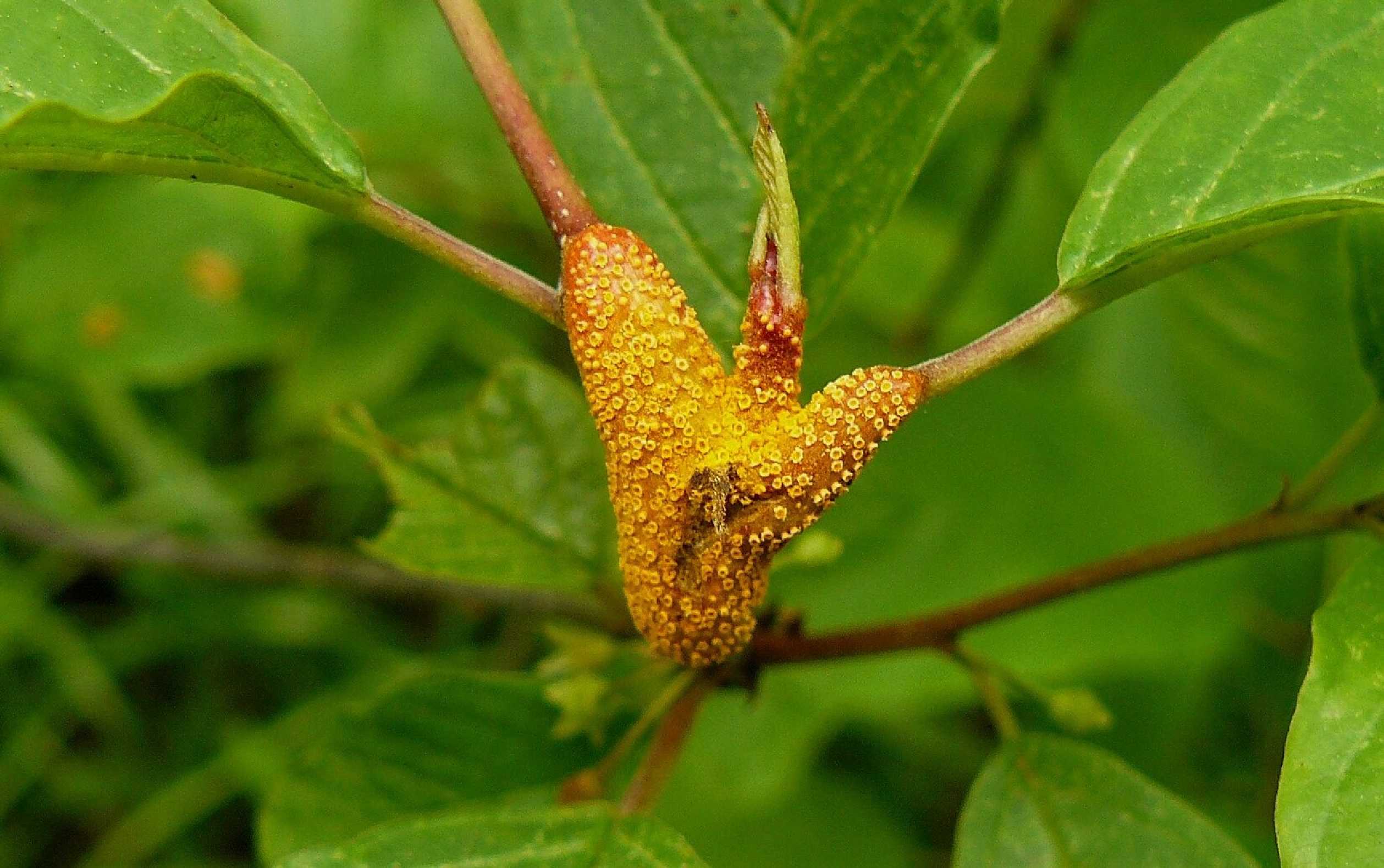 Rez korunkatá ovesná - Puccinia coronata - Foto Pavel Stančík 0924