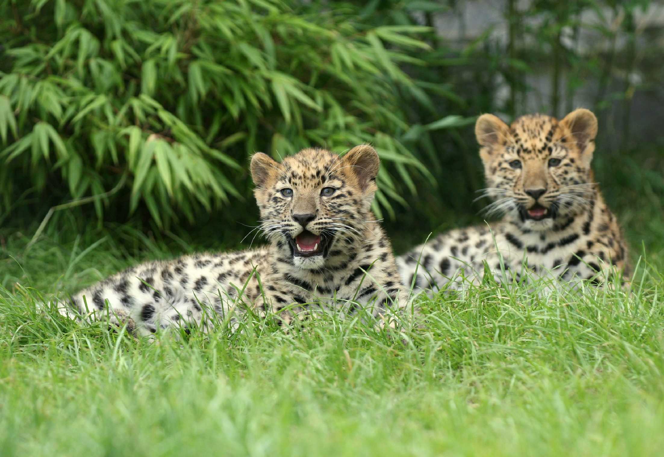 Levharti -  ZOO Ústí nad Labem - Foto Angelika Špicarová 0924