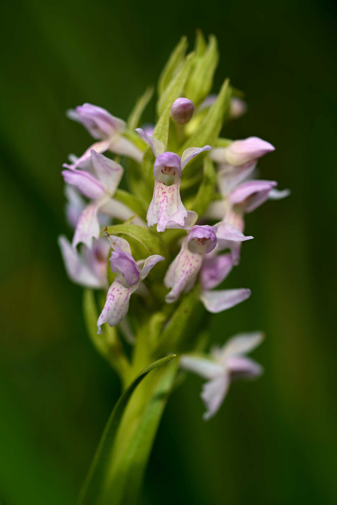 Prstnatec pleťový - Dactylorhiza incarnata - Foto Jana Ježková 0524 (2)