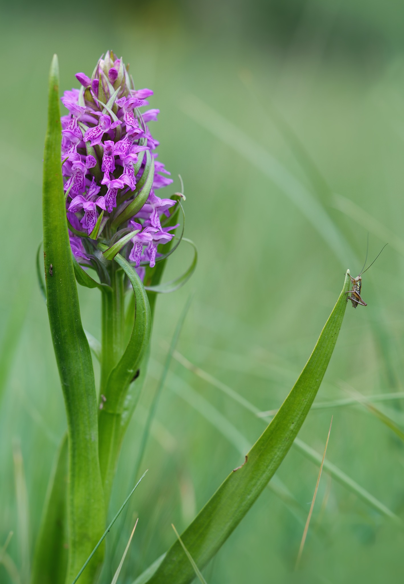 Prstnatec pleťový - Dactylorhiza incarnata - Foto Jana Ježková 0524 (5)