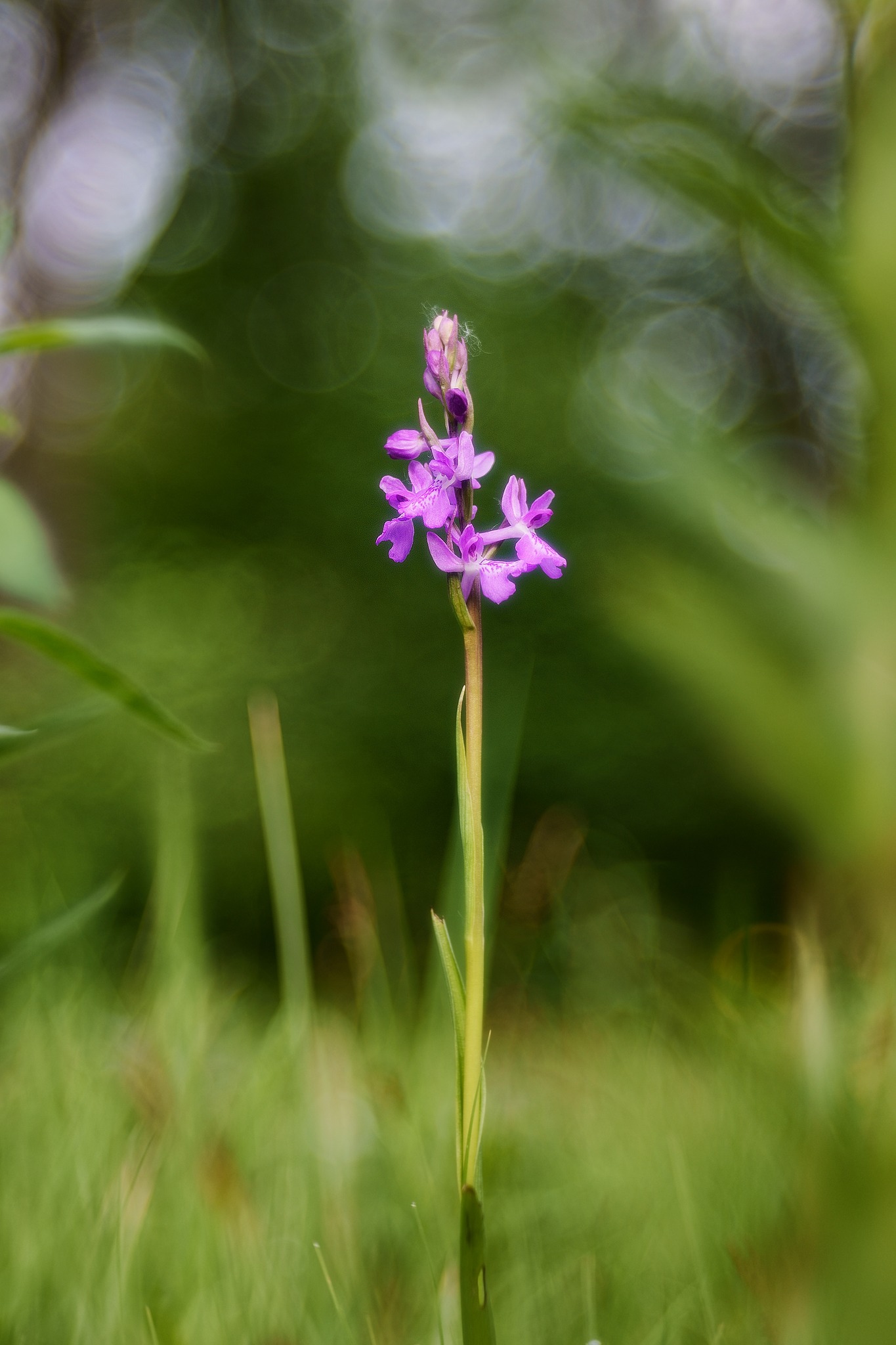 Vstavač bahenní - Foto Jana Ježková 0524