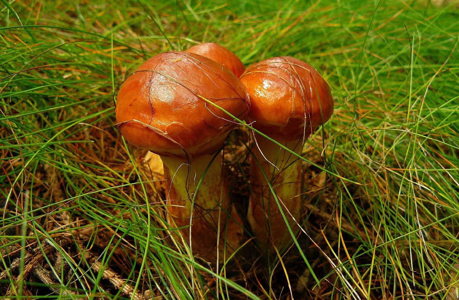 Klouzek sličný - Suillus grevillei - Foto Pavel Stančík 1024