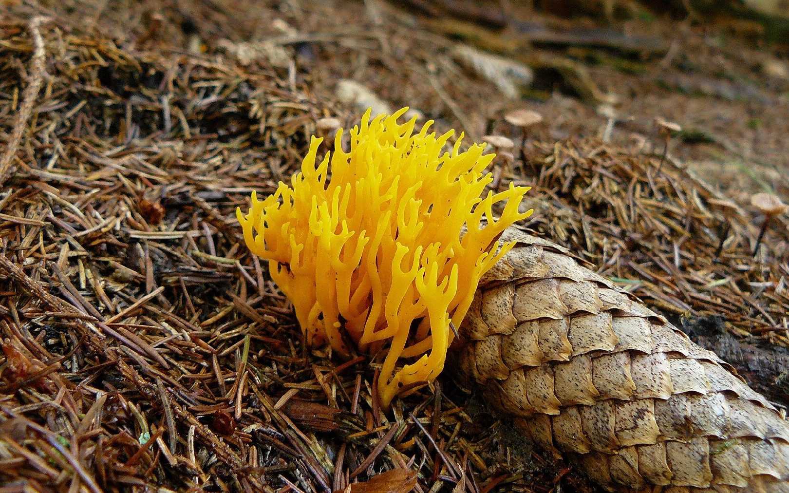 Krásnorůžek lepkavý - Calocera viscosa - Foto Pavel Stančík 1024