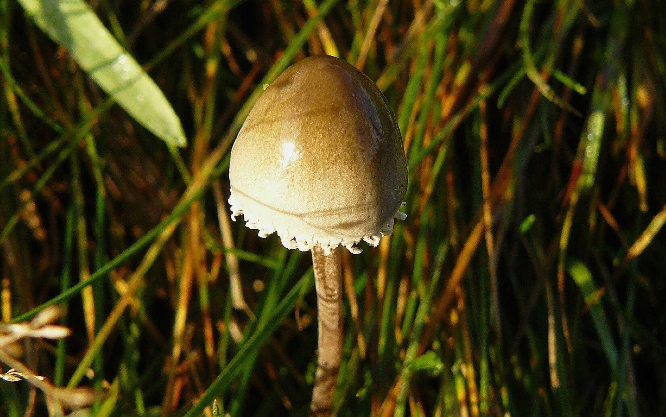 Kropenatec motýlovitý - Panaeolus papilionaceus - Foto Pavel Stančík 1024