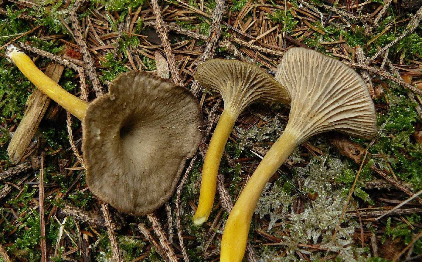 Liška nálevkovitá - Craterellus tubaeformis - Foto Pavel Stančík 1024 (1)