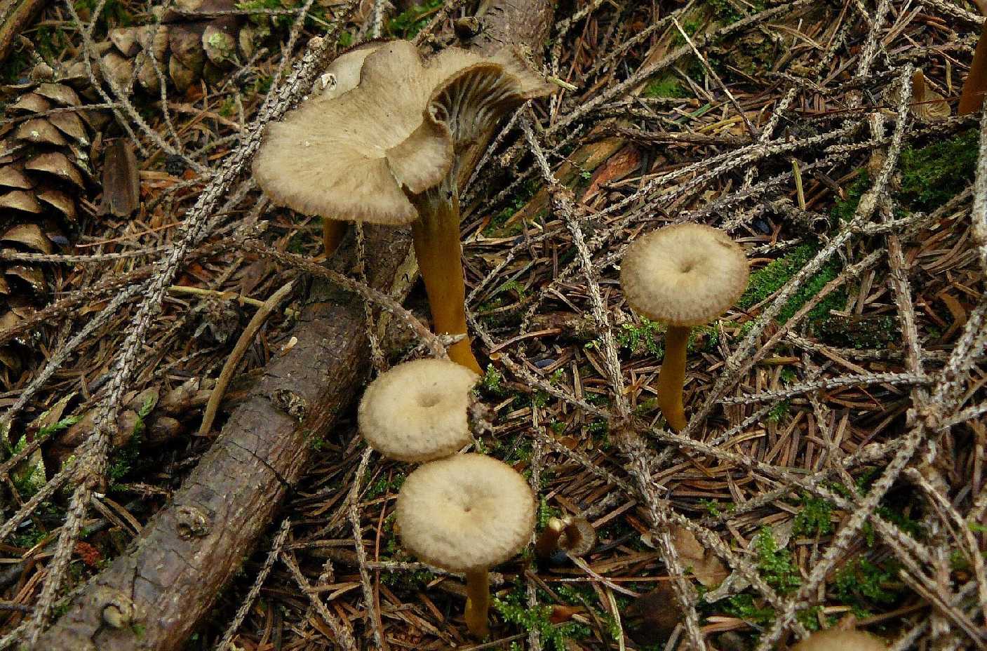 Liška nálevkovitá - Craterellus tubaeformis - Foto Pavel Stančík 1024