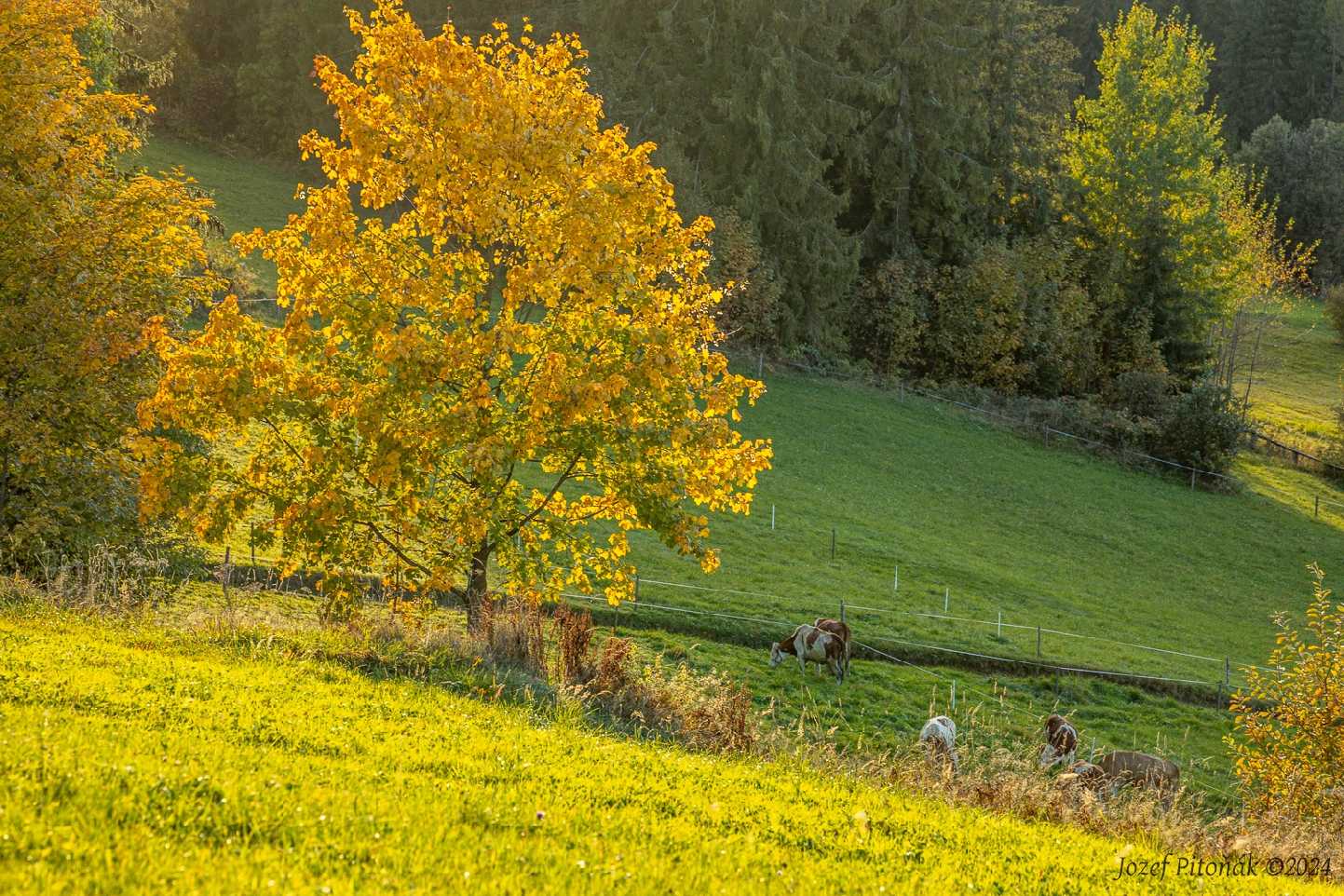 Pastva na horách - Foto Jozef Pitoňák 1024 (3)