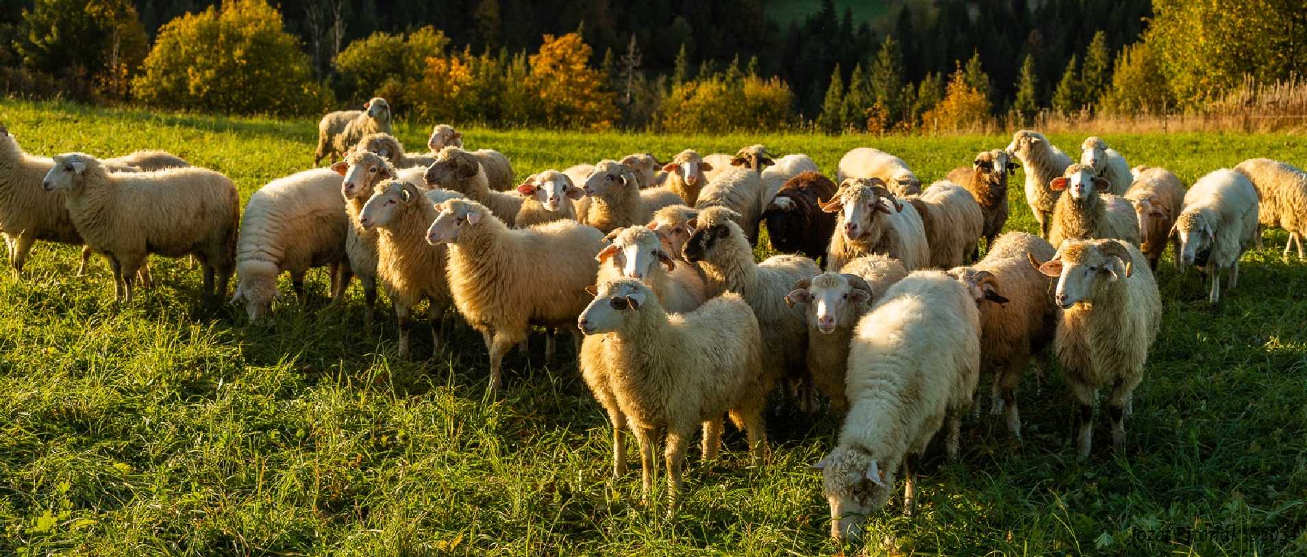 Pastva na horách - Foto Jozef Pitoňák 1024 (4)