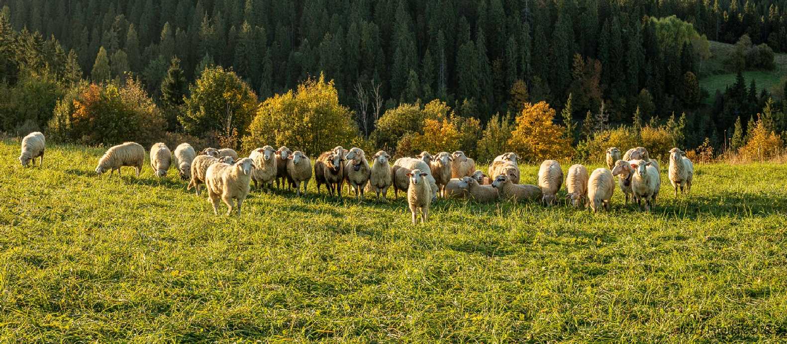 Pastva na horách - Foto Jozef Pitoňák 1024 (5)