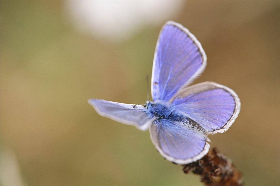 Modrásek jetelový - Foto Jitka Havlová 1024