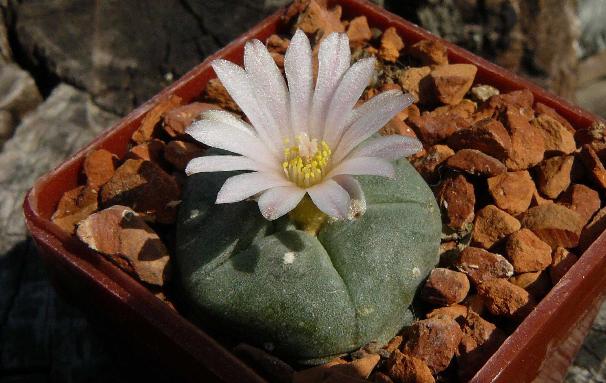 Ježunka Williamsova - Lophophora williamsii - Foto Pavel Stančík 1124