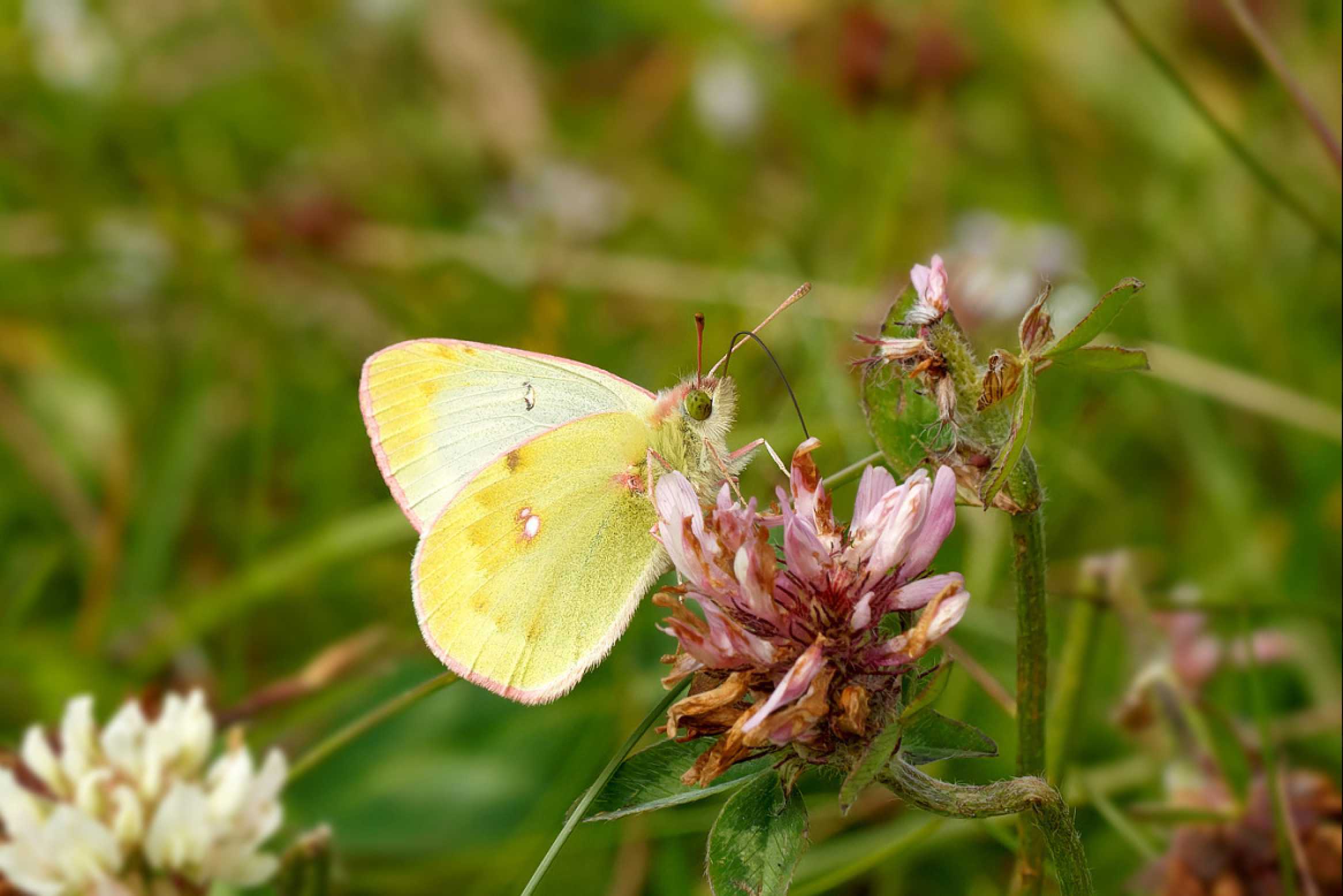 Žluťásek vikvový - Foto Irena Wenischová 1124