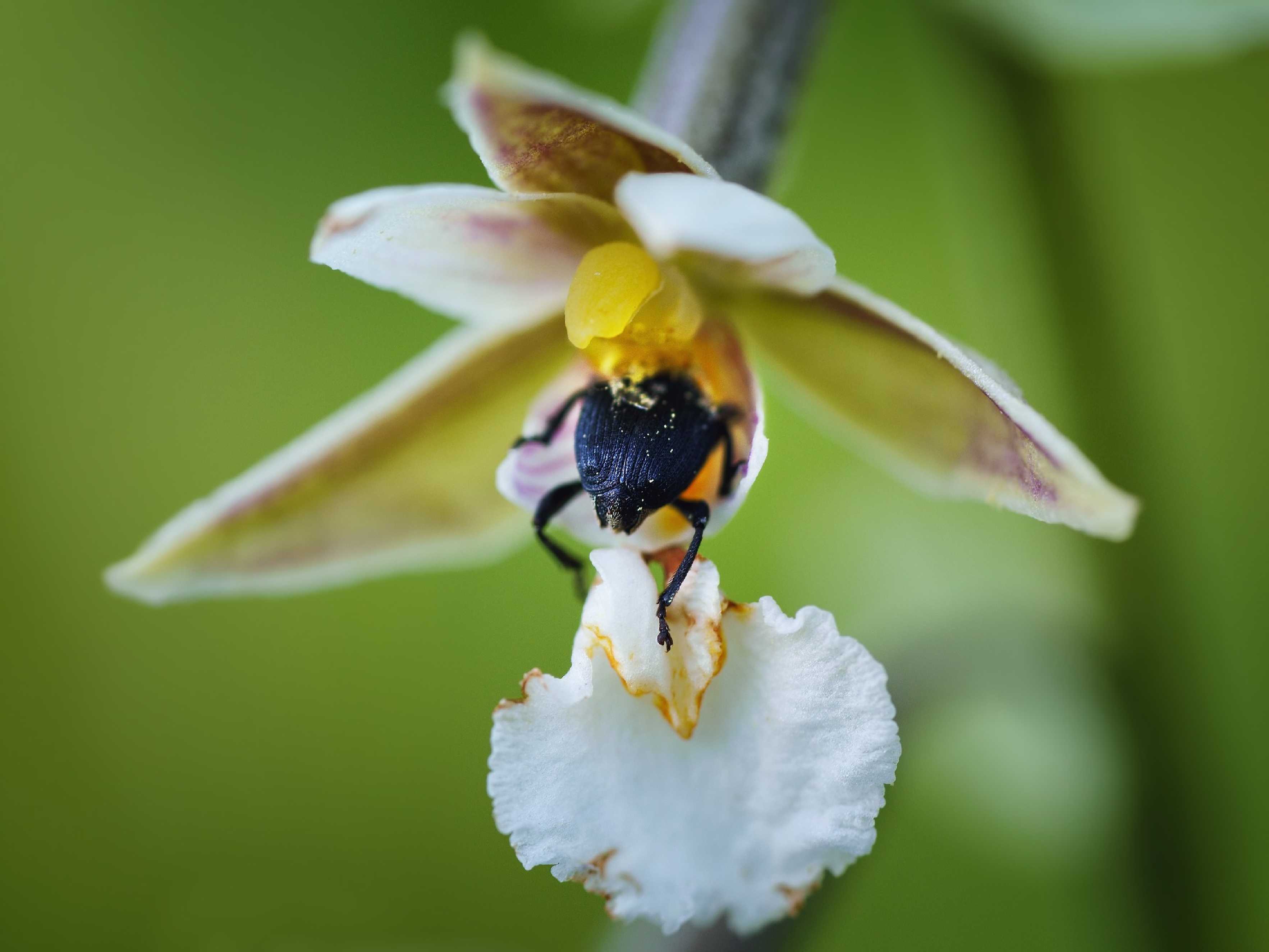 Kruštík bahenní - Epipactis palustris - Foto Jana Ježková 0624 (3)