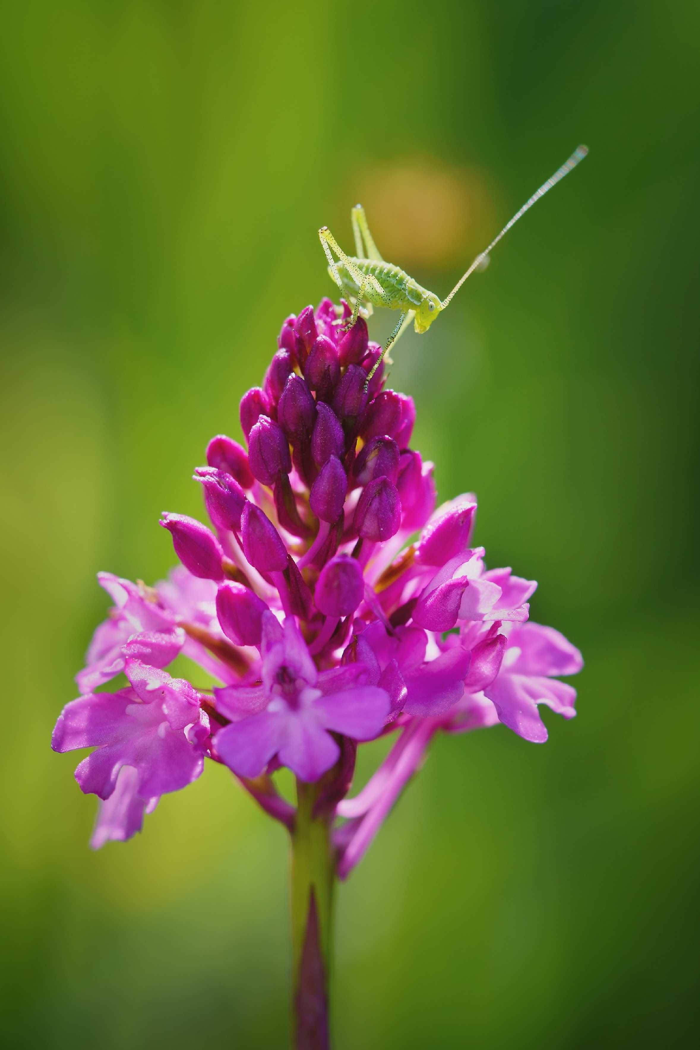 Rudohlávek jehlancovitý -  Anacamptis pyramidalis - Foto Jana Ježková 0624 (2)