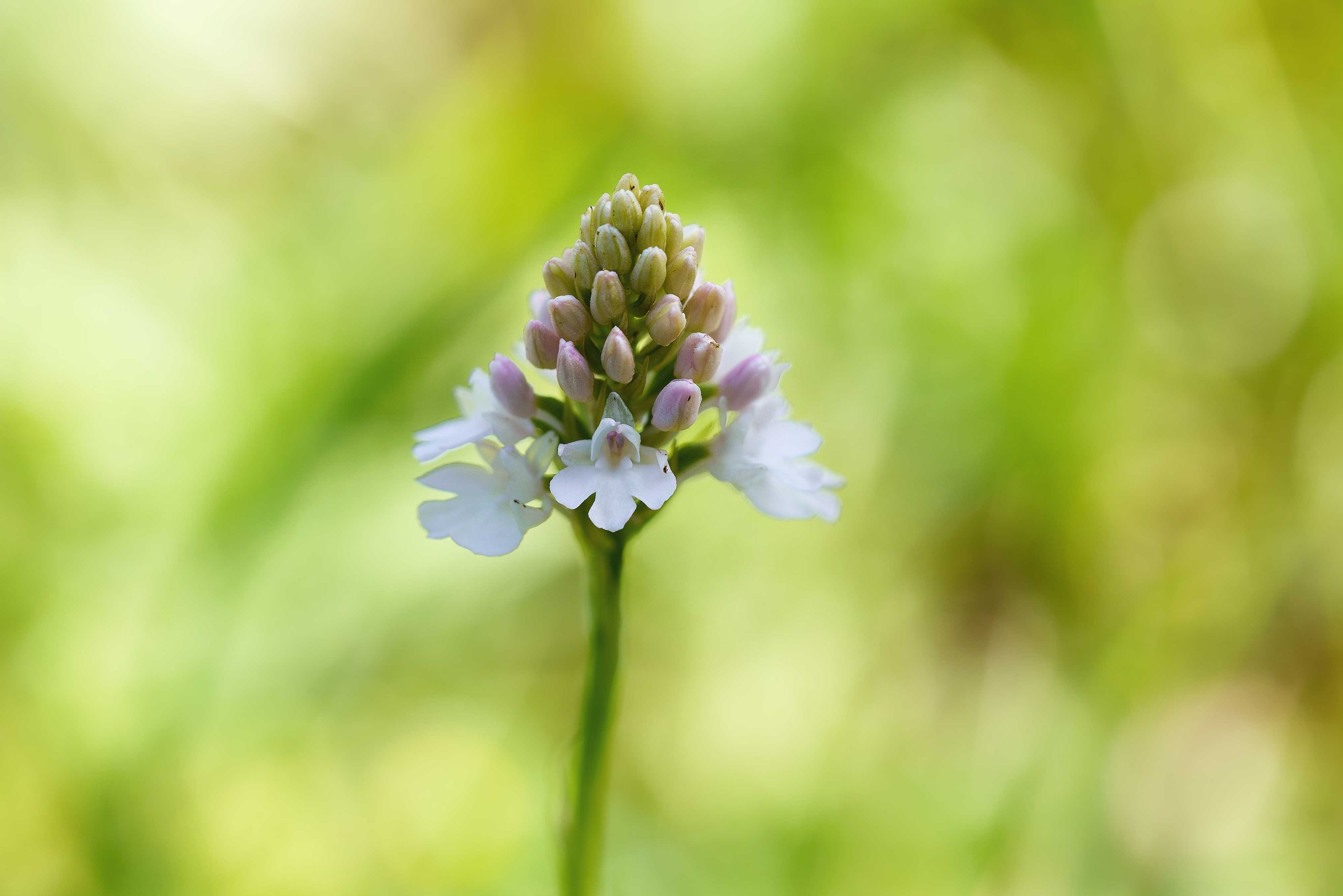 Rudohlávek jehlancovitý -  Anacamptis pyramidalis - Foto Jana Ježková 0624 (5)