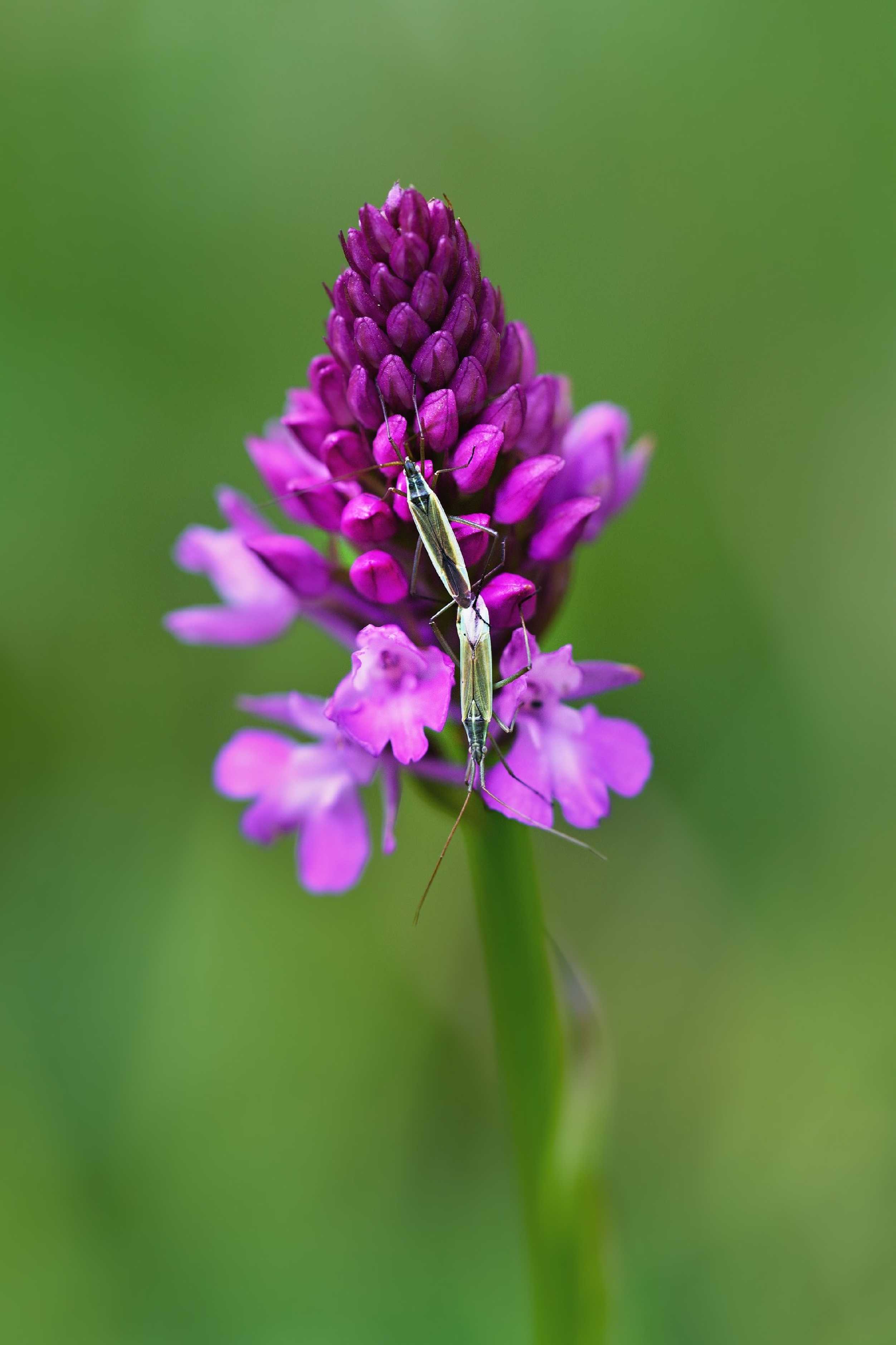 Rudohlávek jehlancovitý -  Anacamptis pyramidalis - Foto Jana Ježková 0624 (6)