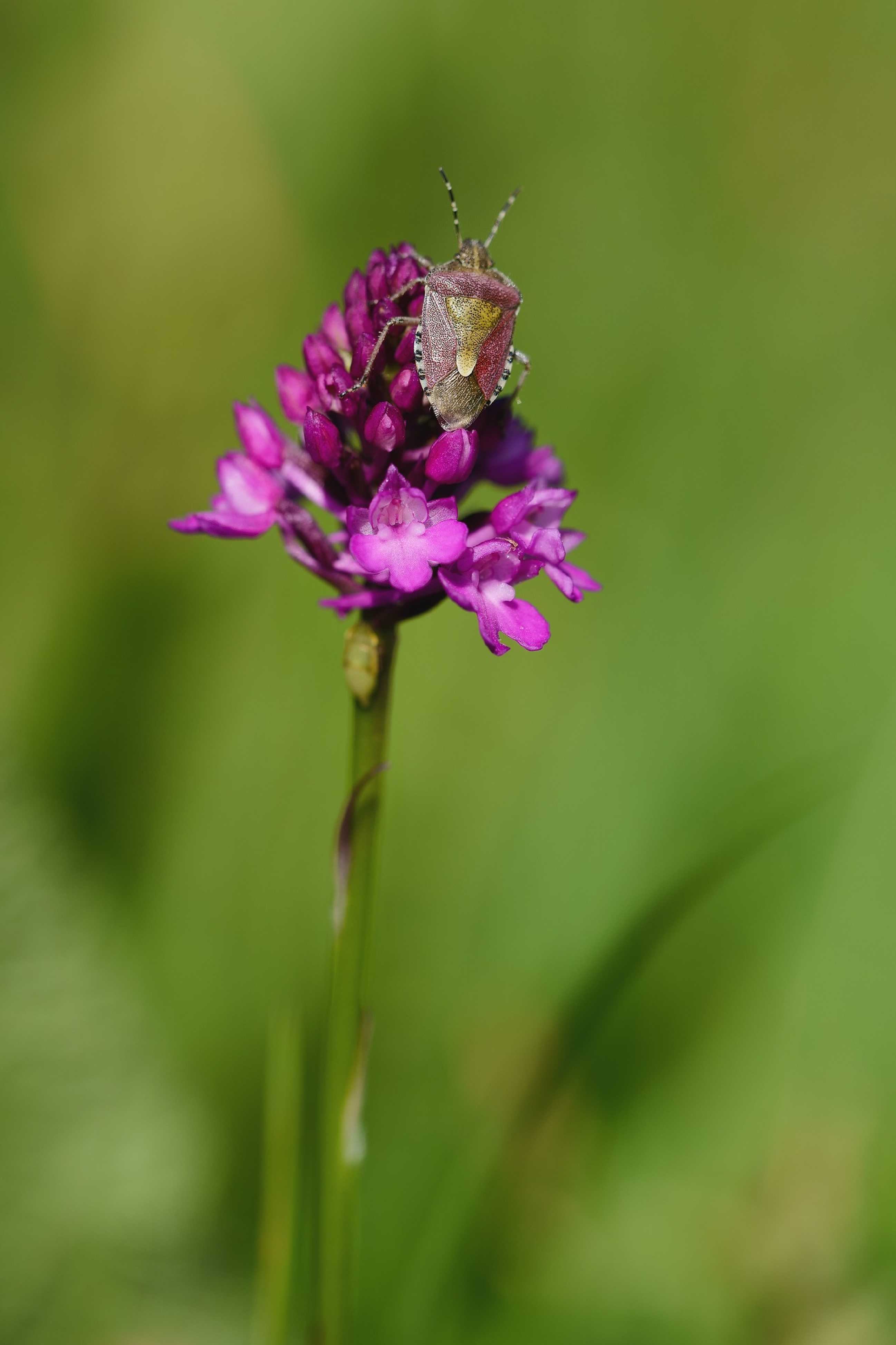 Rudohlávek jehlancovitý -  Anacamptis pyramidalis - Foto Jana Ježková 0624 (7)