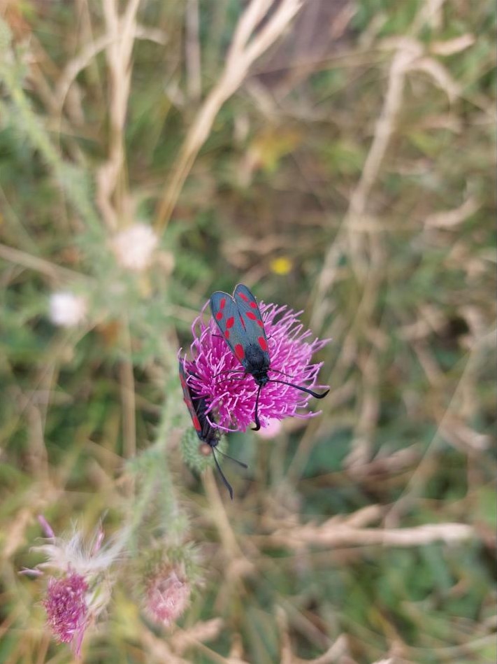 Vřetenuška - Zygaena sp. - Foto Petr Stuchlý 1024