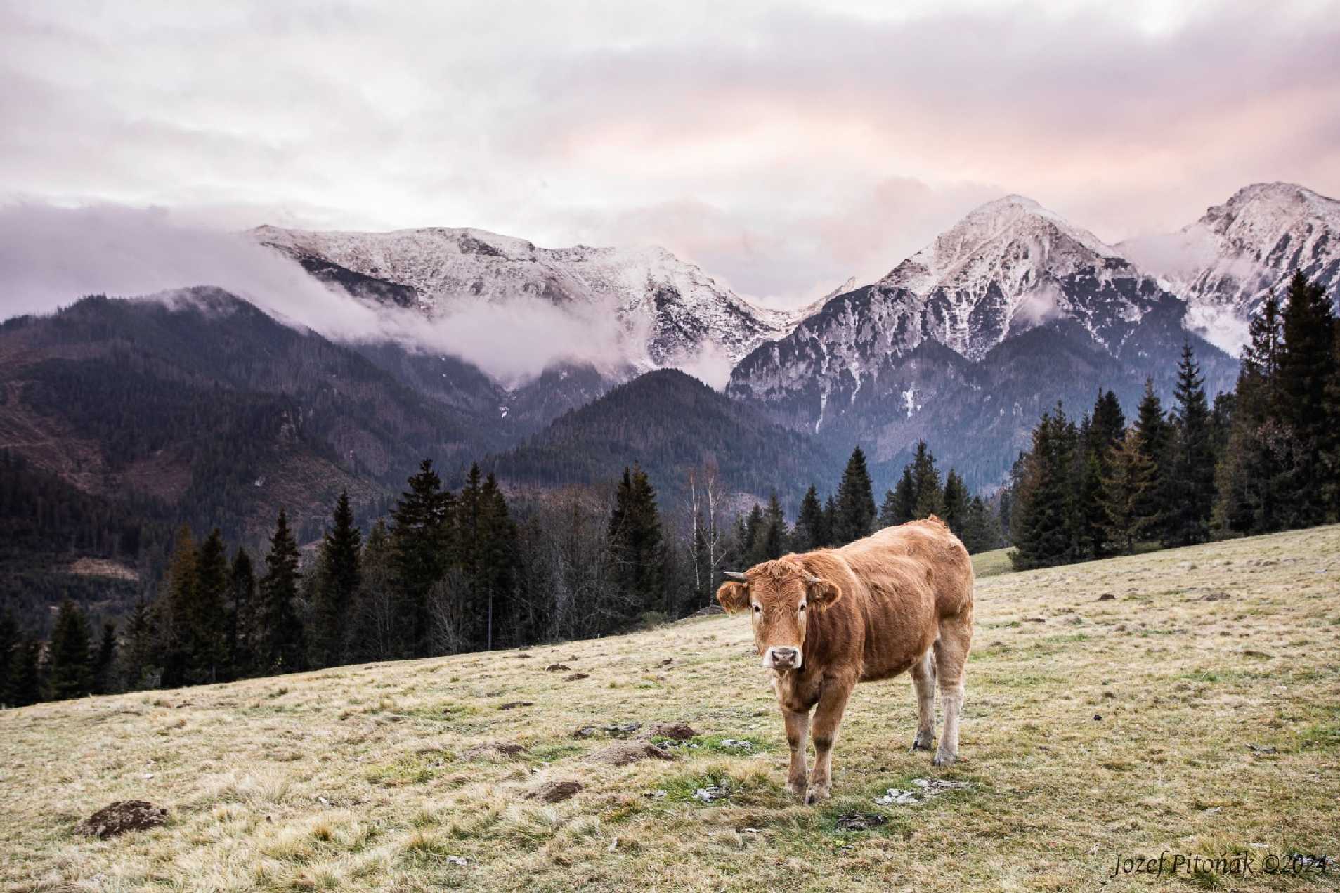 Pozdní podzimní pastva - Foto Jozef Pitoňák 1124 (1)