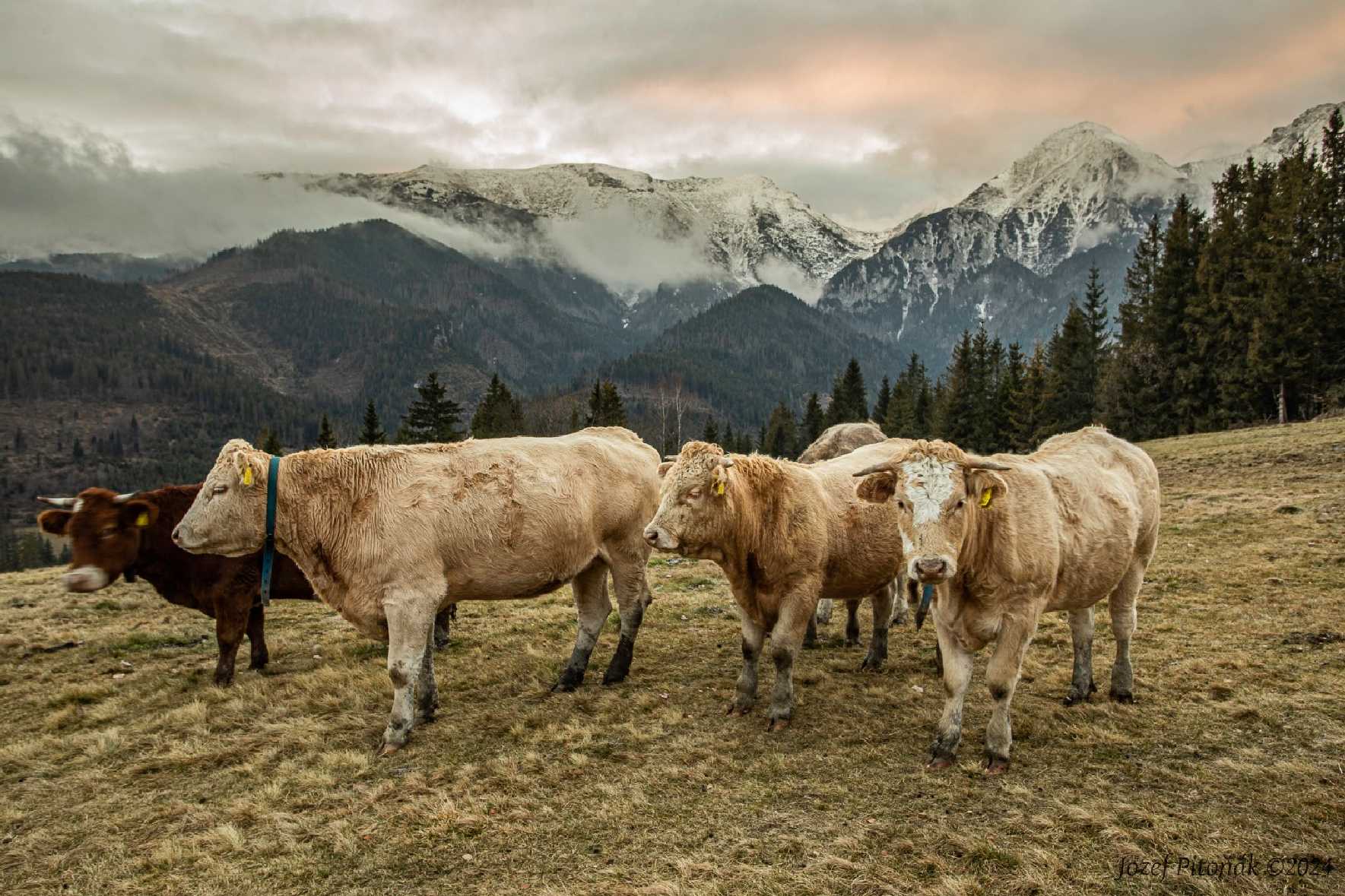 Pozdní podzimní pastva - Foto Jozef Pitoňák 1124 (2)