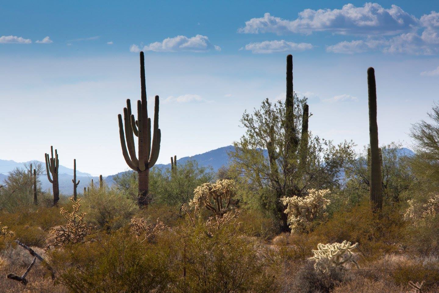 Kaktusy Saguaro - Foto Ladislav Hanousek 1124