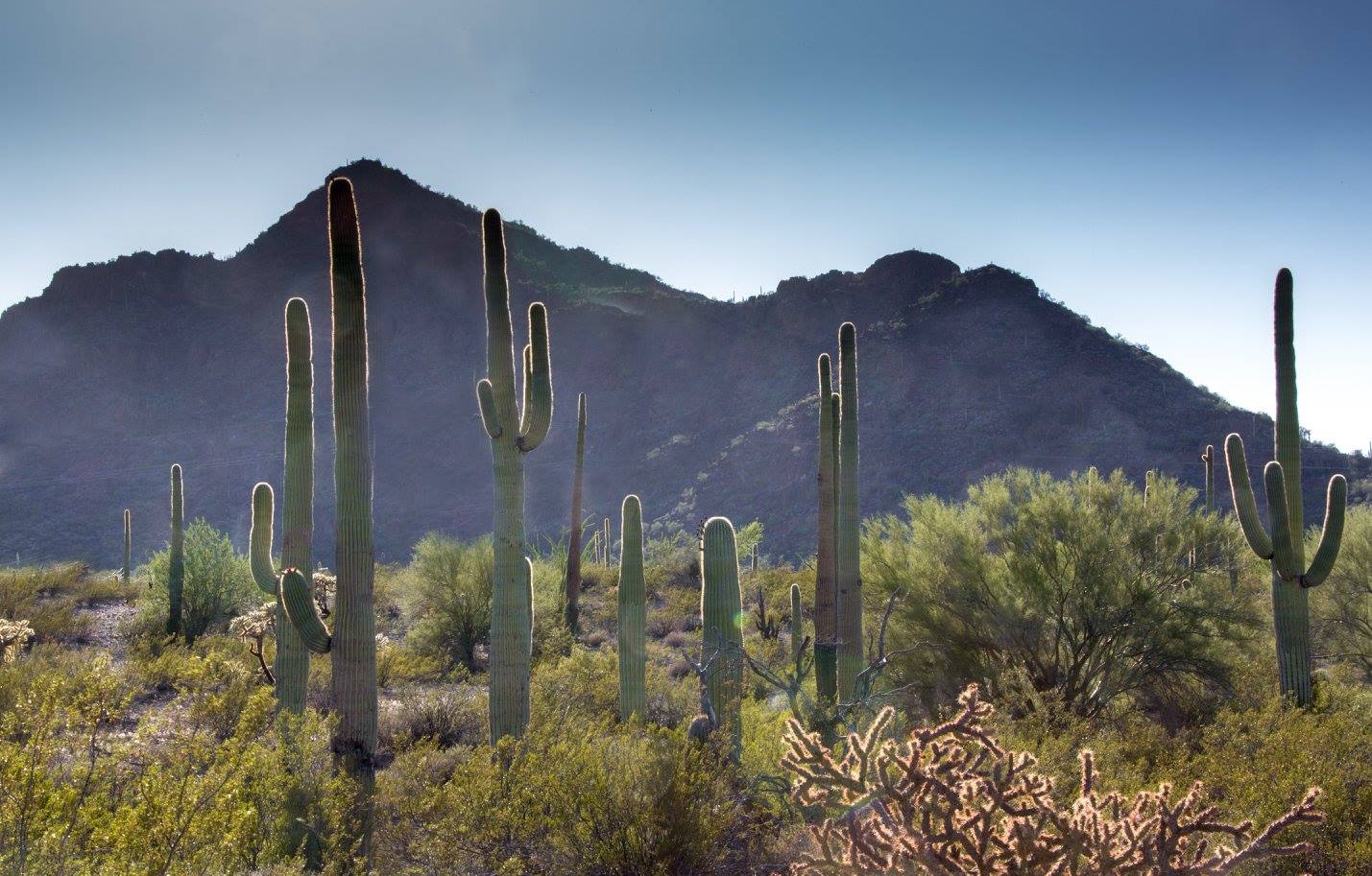 NP Saguaro - Foto Ladislav Hanousek 1124