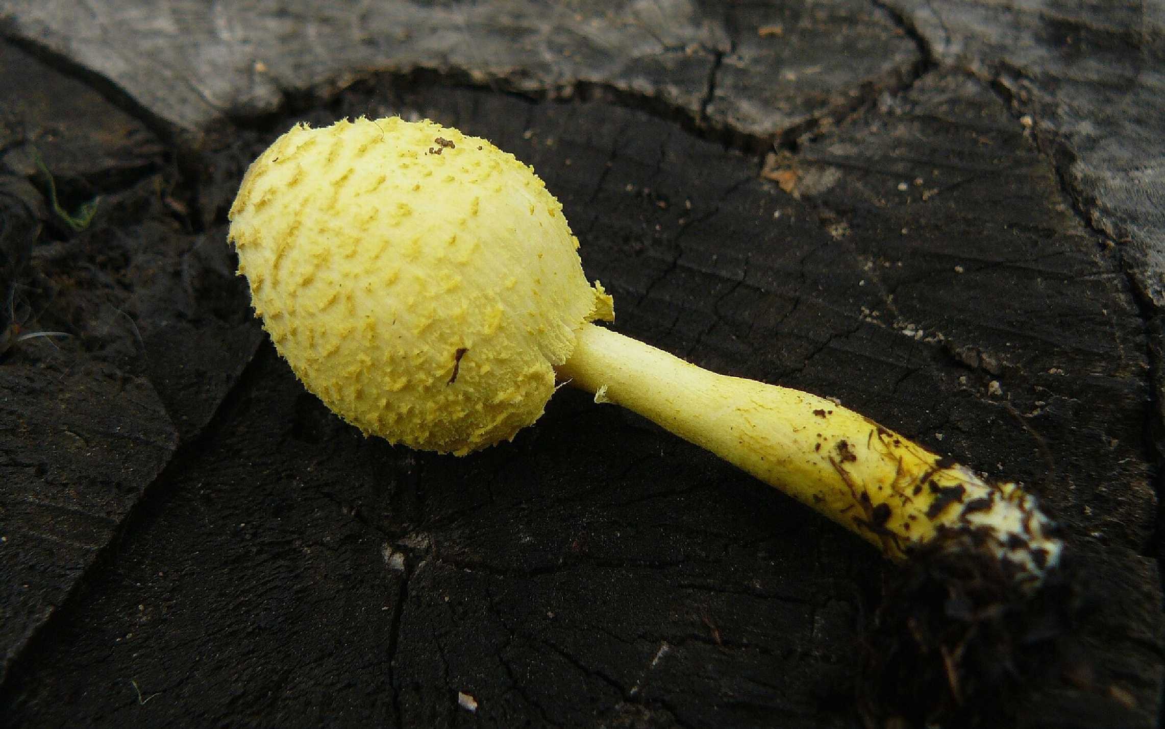 Bedla cibulkotřenná - Leucocoprinus birnbaumii - Foto Pavel Stančík 1124 (1)