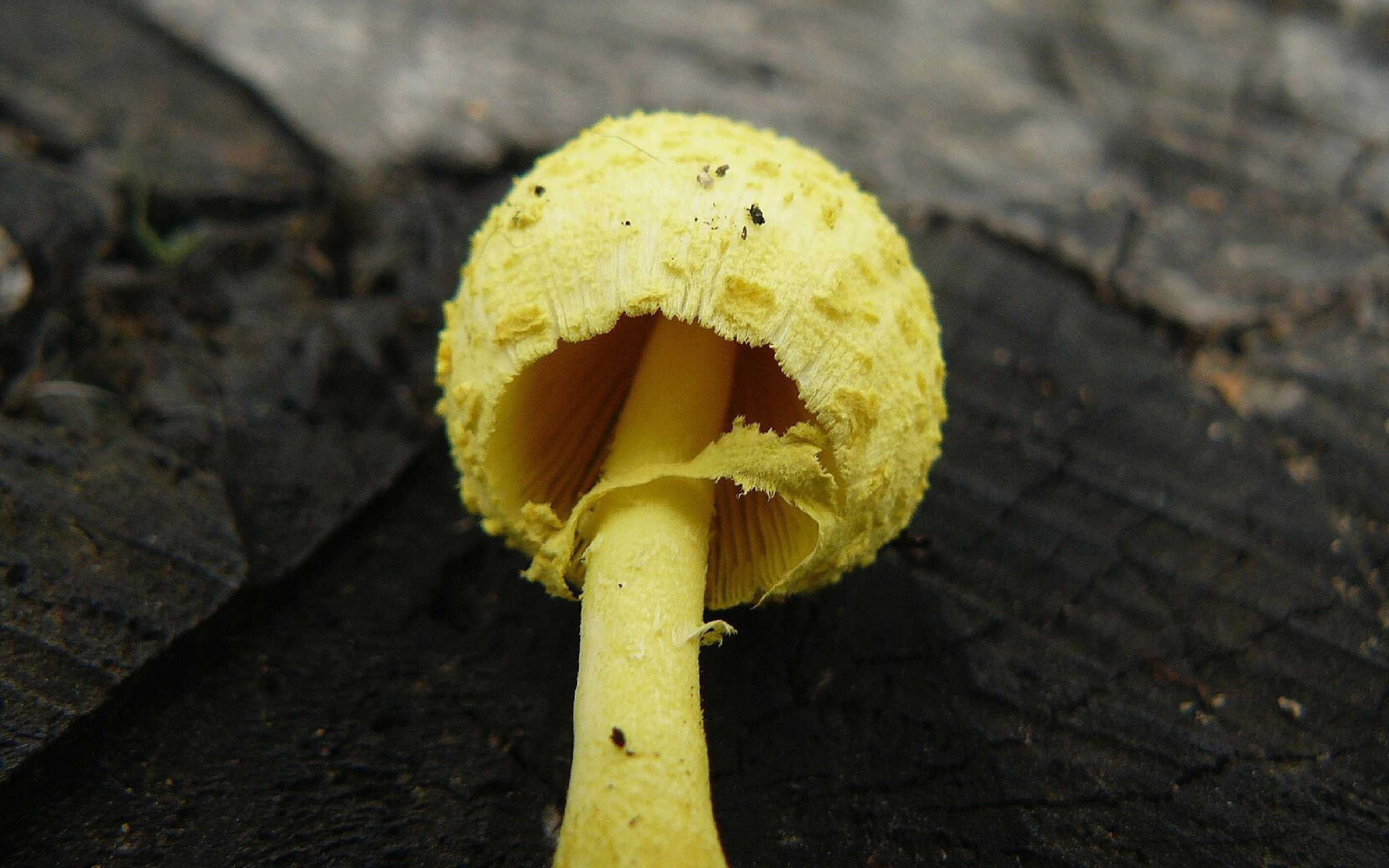 Bedla cibulkotřenná - Leucocoprinus birnbaumii - Foto Pavel Stančík 1124