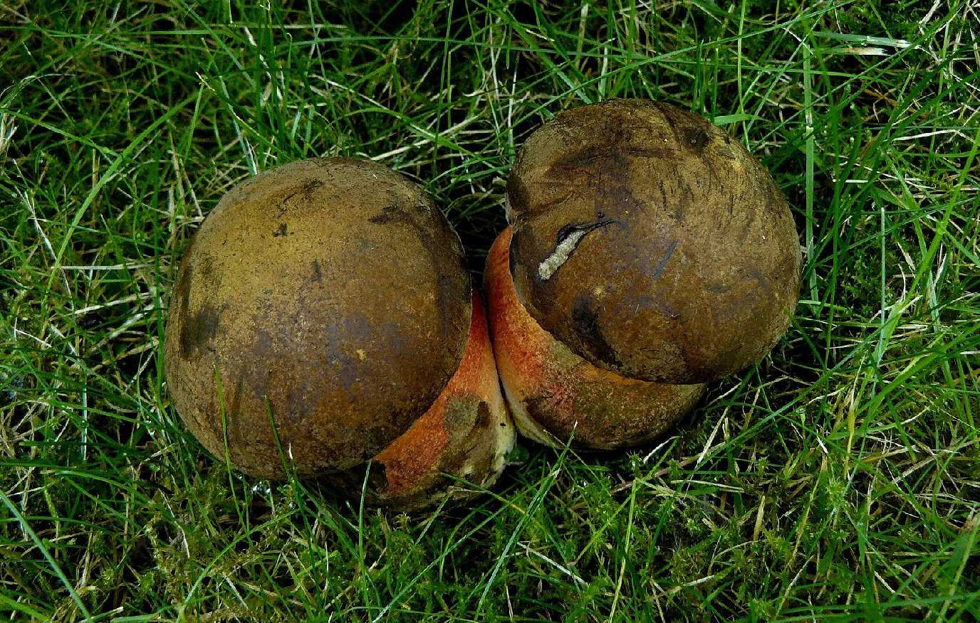 Hřib kovář - Boletus luridiformis - Foto Pavel Stančík 1124