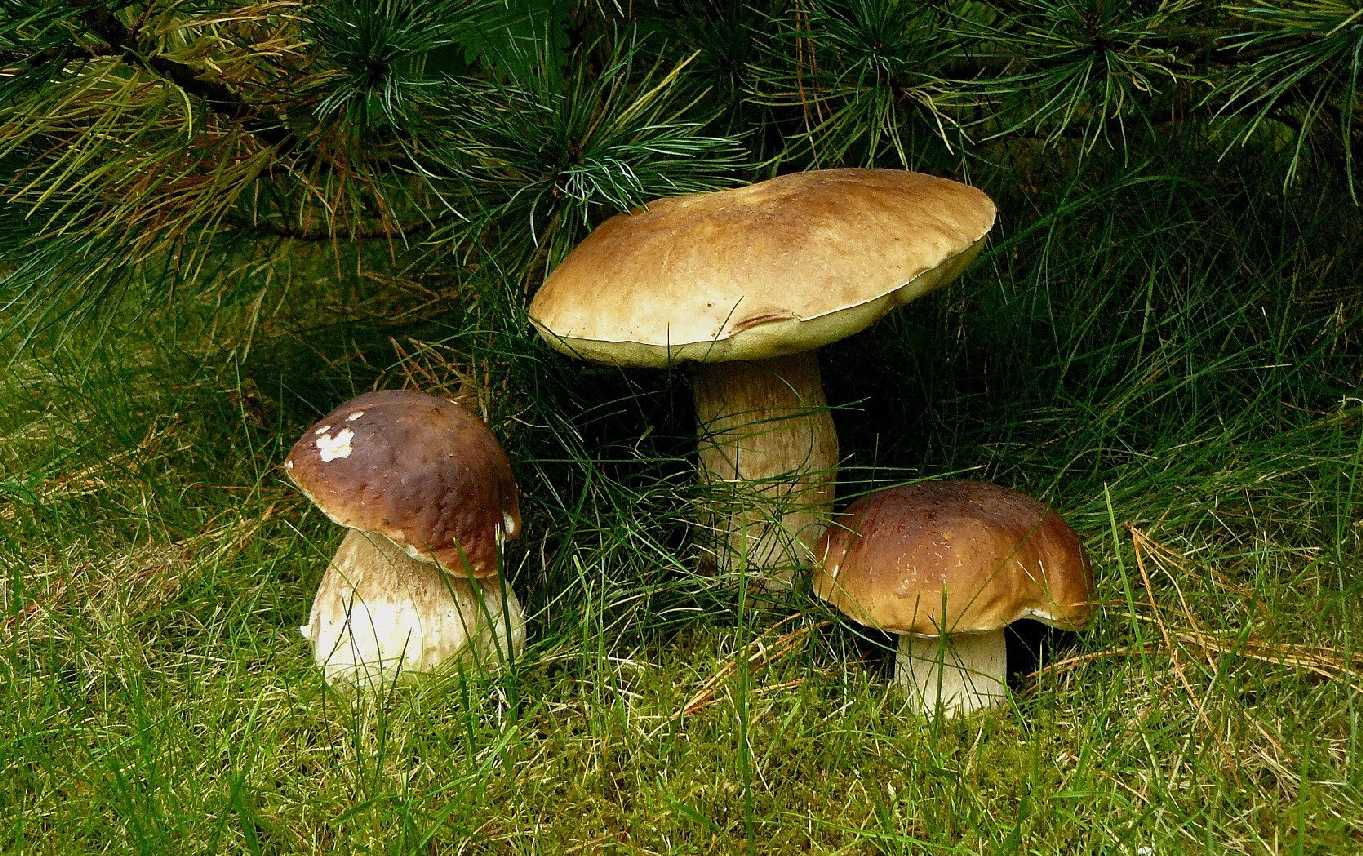 Hřib smrkový - Boletus edulis - Foto Pavel Stančík 1124