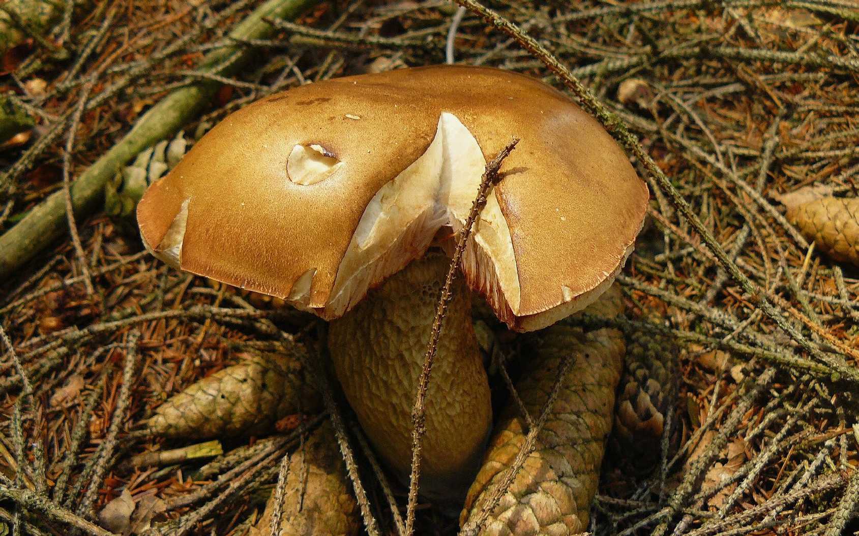 Hřib žlučník - Tylopilus felleus - Foto Pavel Stančík 1124