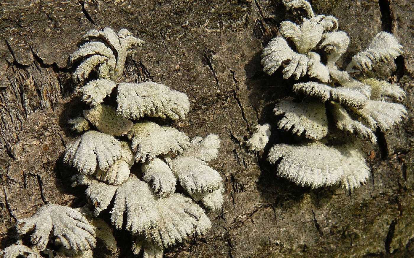 Klanolístka obecná - Schizophyllum commune - Foto Pavel Stančík 1124