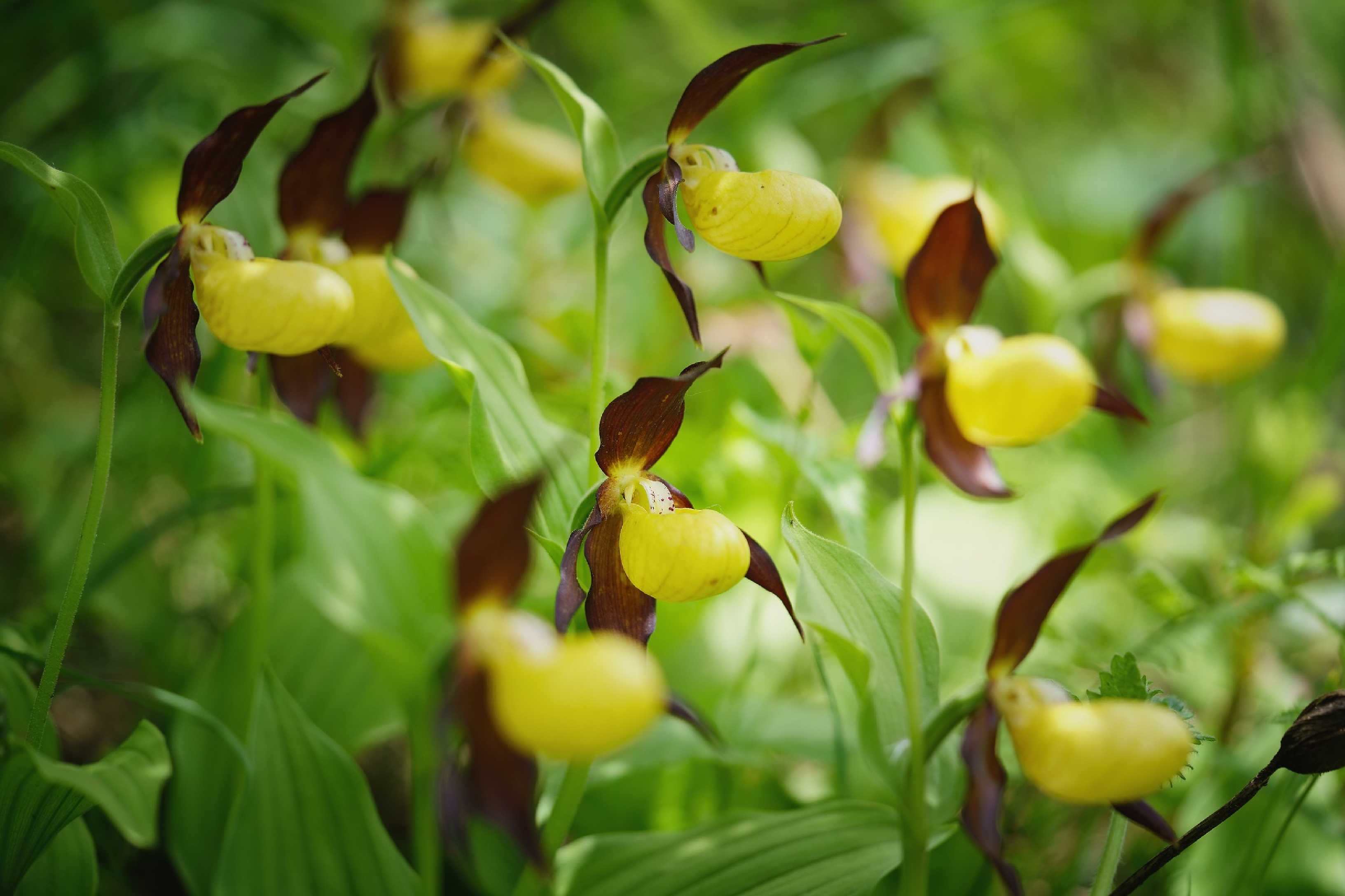 Střevíčník pantoflíček - Cypripedium calceolus - Foto Jana Ježková 0624 (1)