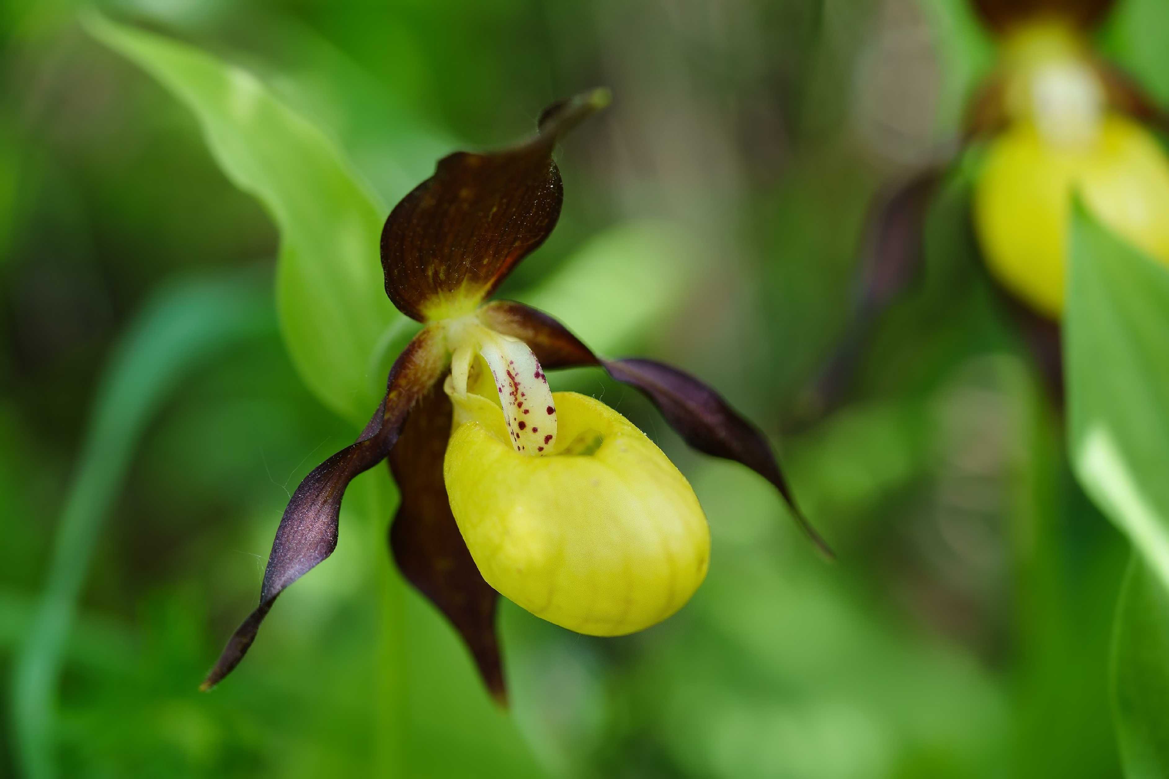 Střevíčník pantoflíček - Cypripedium calceolus - Foto Jana Ježková 0624