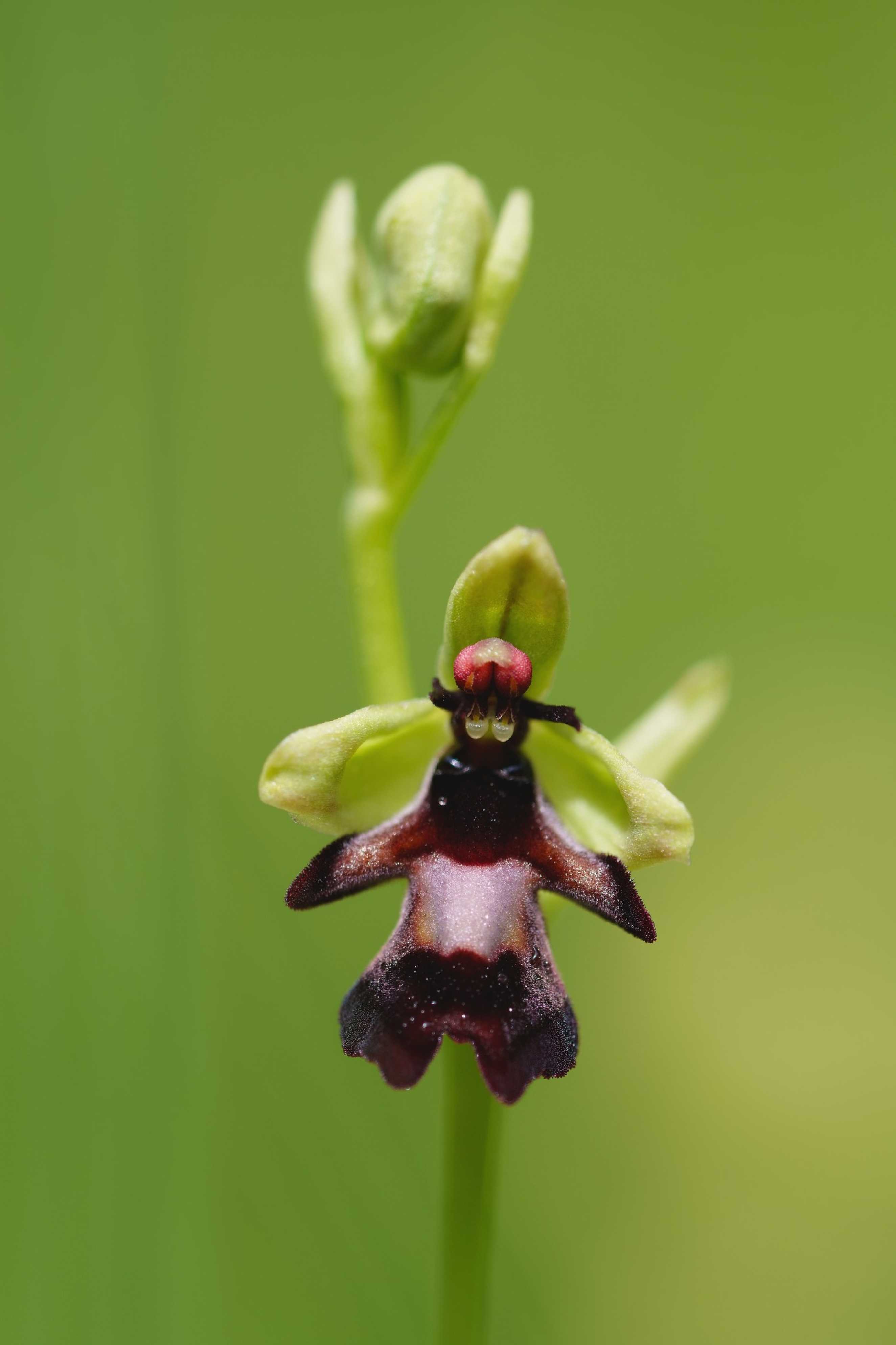 Tořič hmyzonosný - Orphys insectifera - Foto Jana Ježková 0624