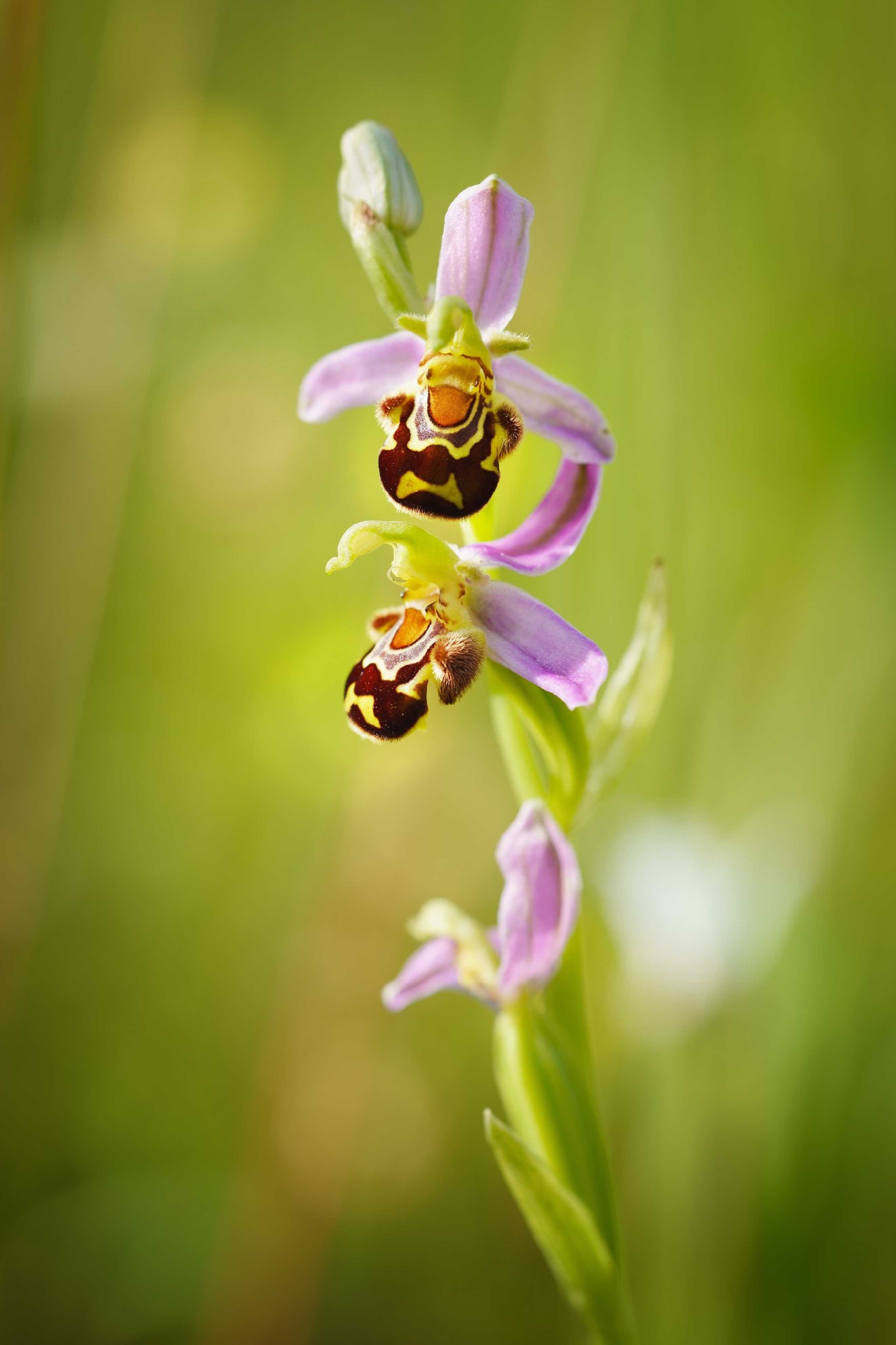 Tořič včelonosný - Ophrys apifera - Foto Jana Ježková 0624 (1)