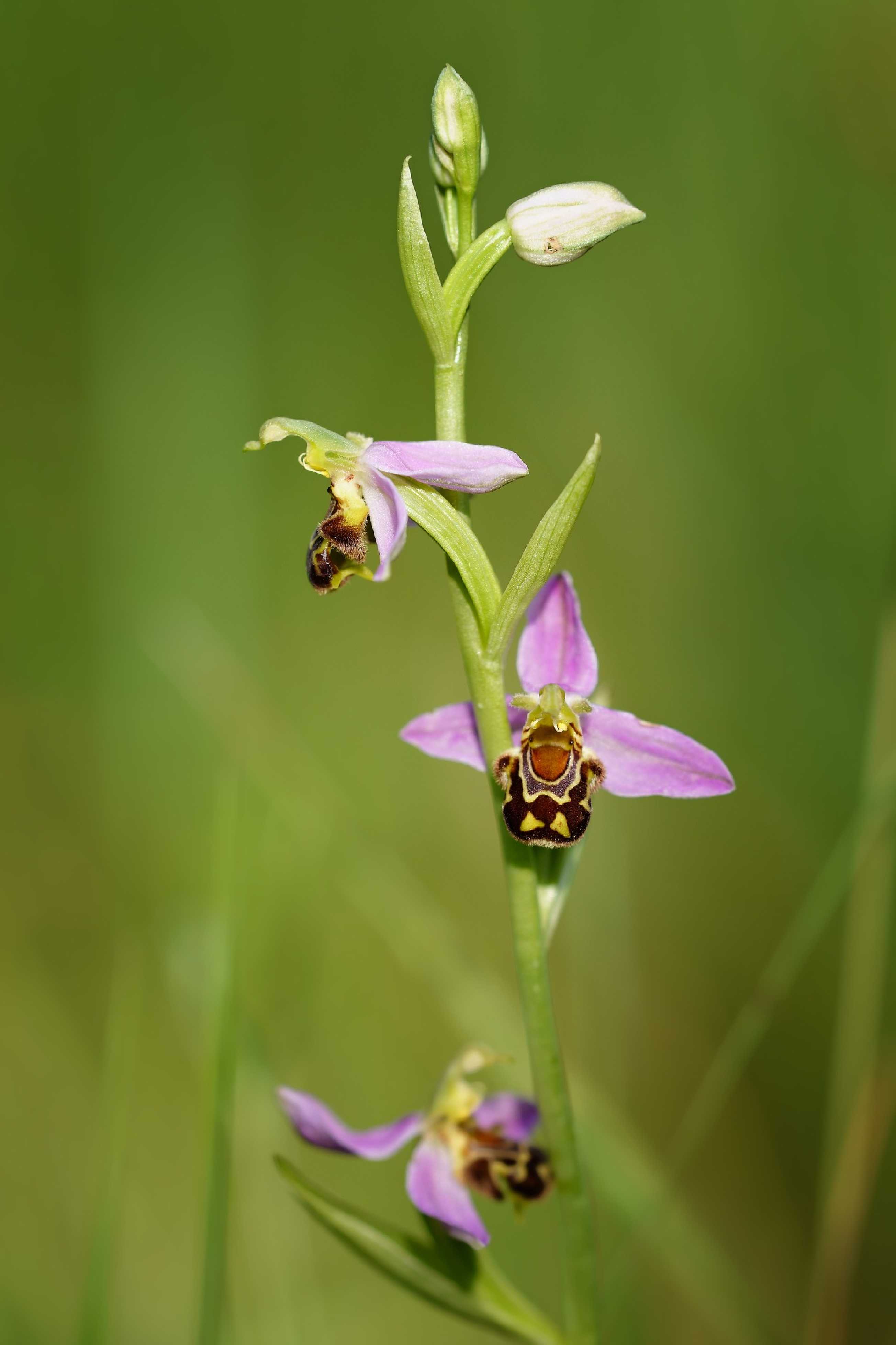 Tořič včelonosný - Ophrys apifera - Foto Jana Ježková 0624 (2)