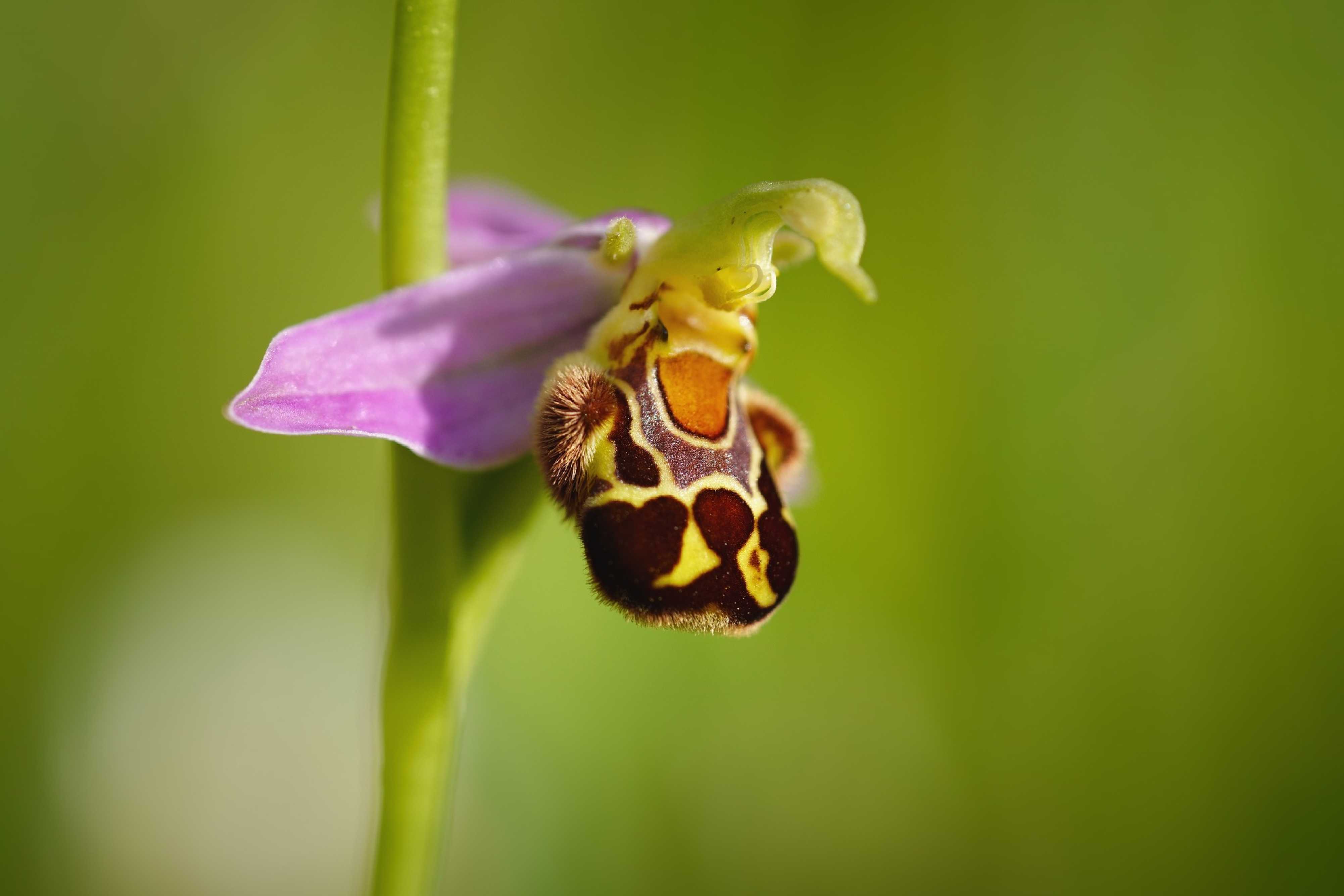 Tořič včelonosný - Ophrys apifera - Foto Jana Ježková 0624