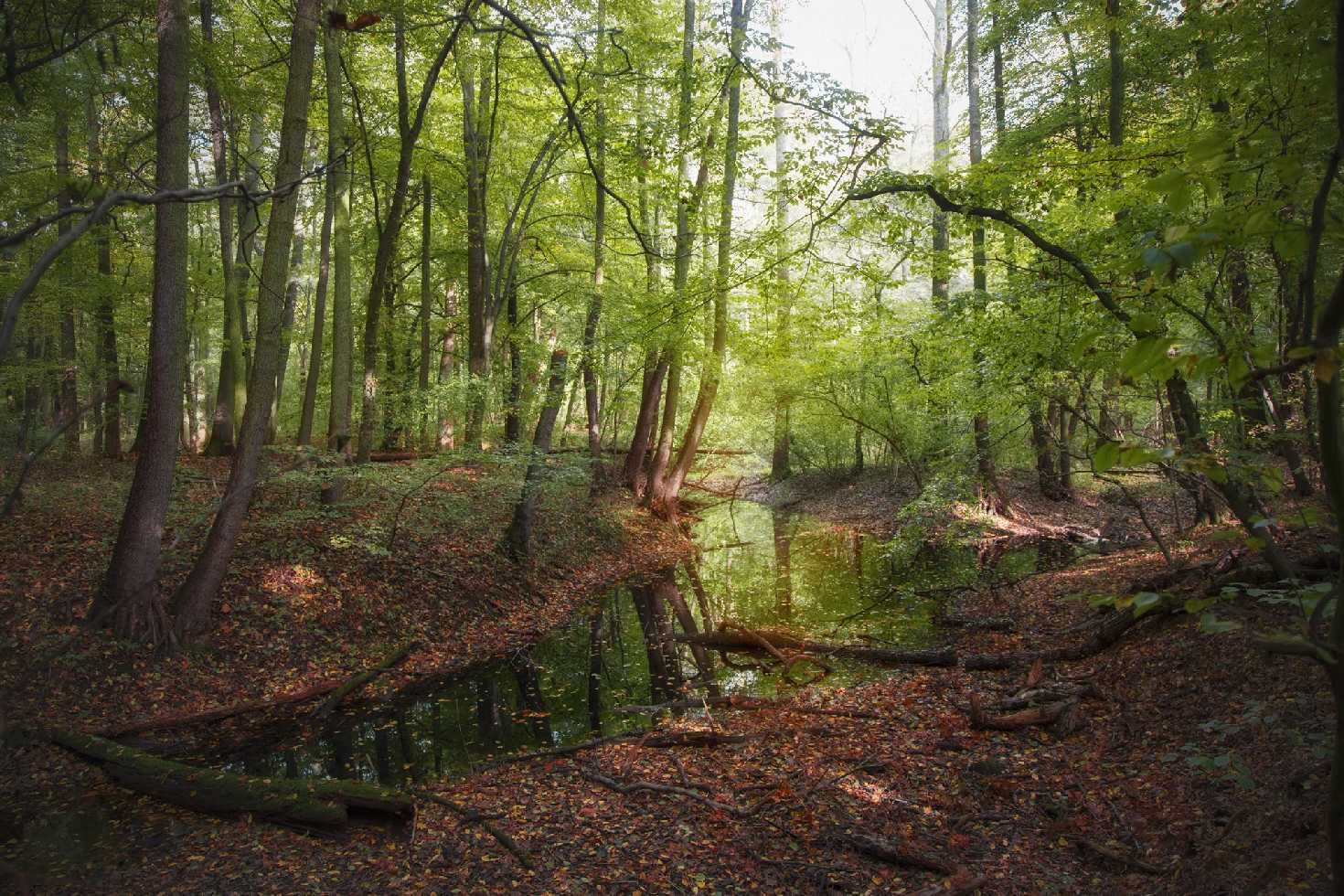 Z lužních lesů - Foto Jana Vondráčková 1024