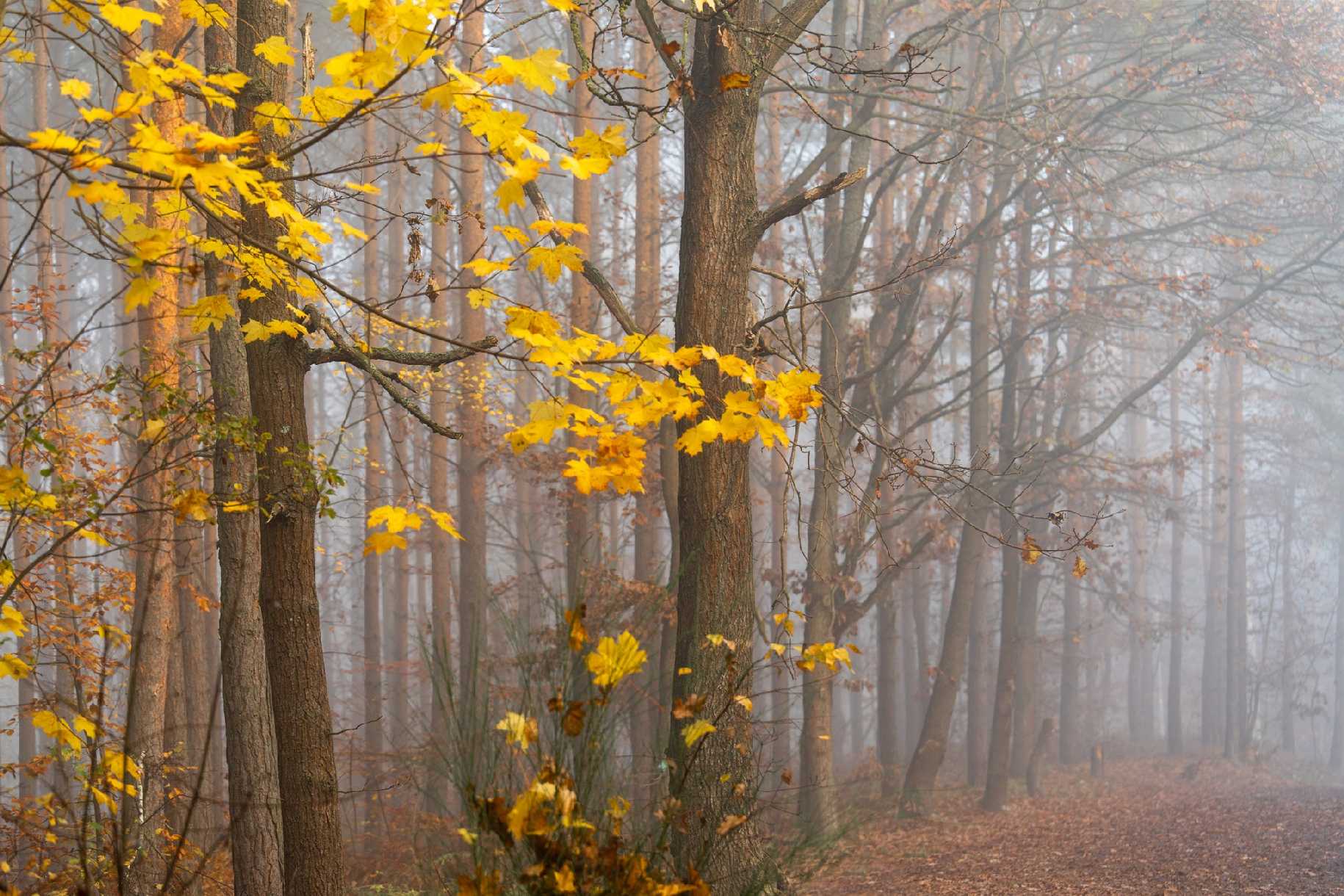 Podzimní ranní mlžení - Foto Petr Germanič 1124 (1)