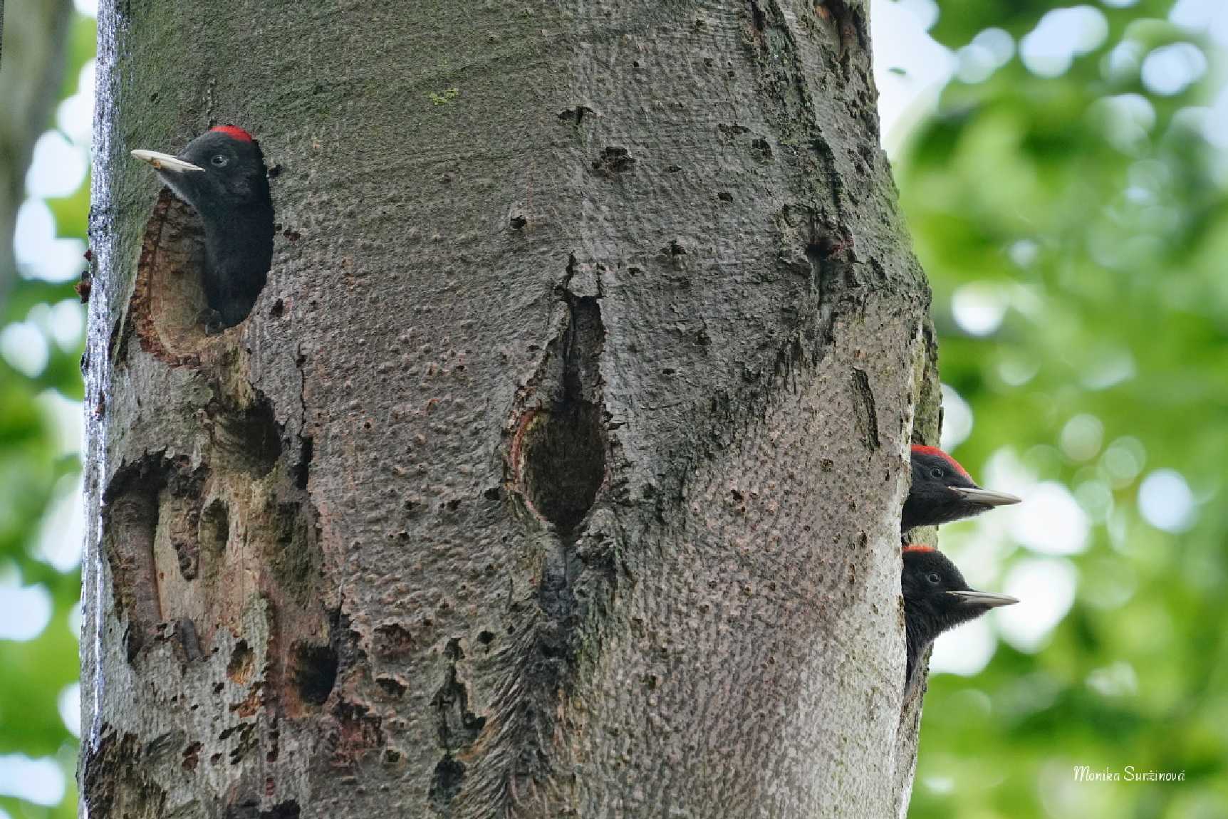 Datel černý - Foto Monika Suržinová 1124 (7)